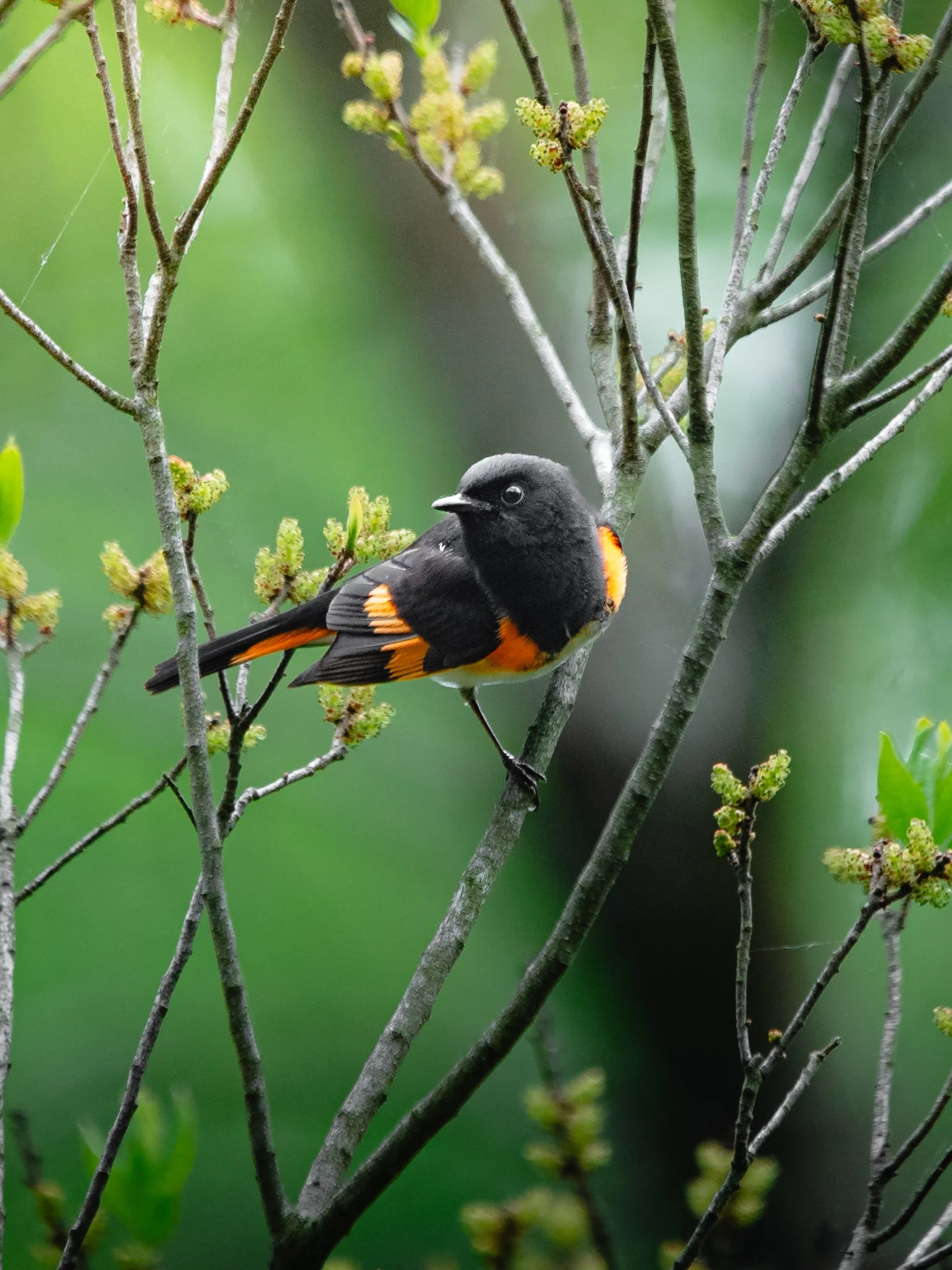 canada warbler-2.jpg