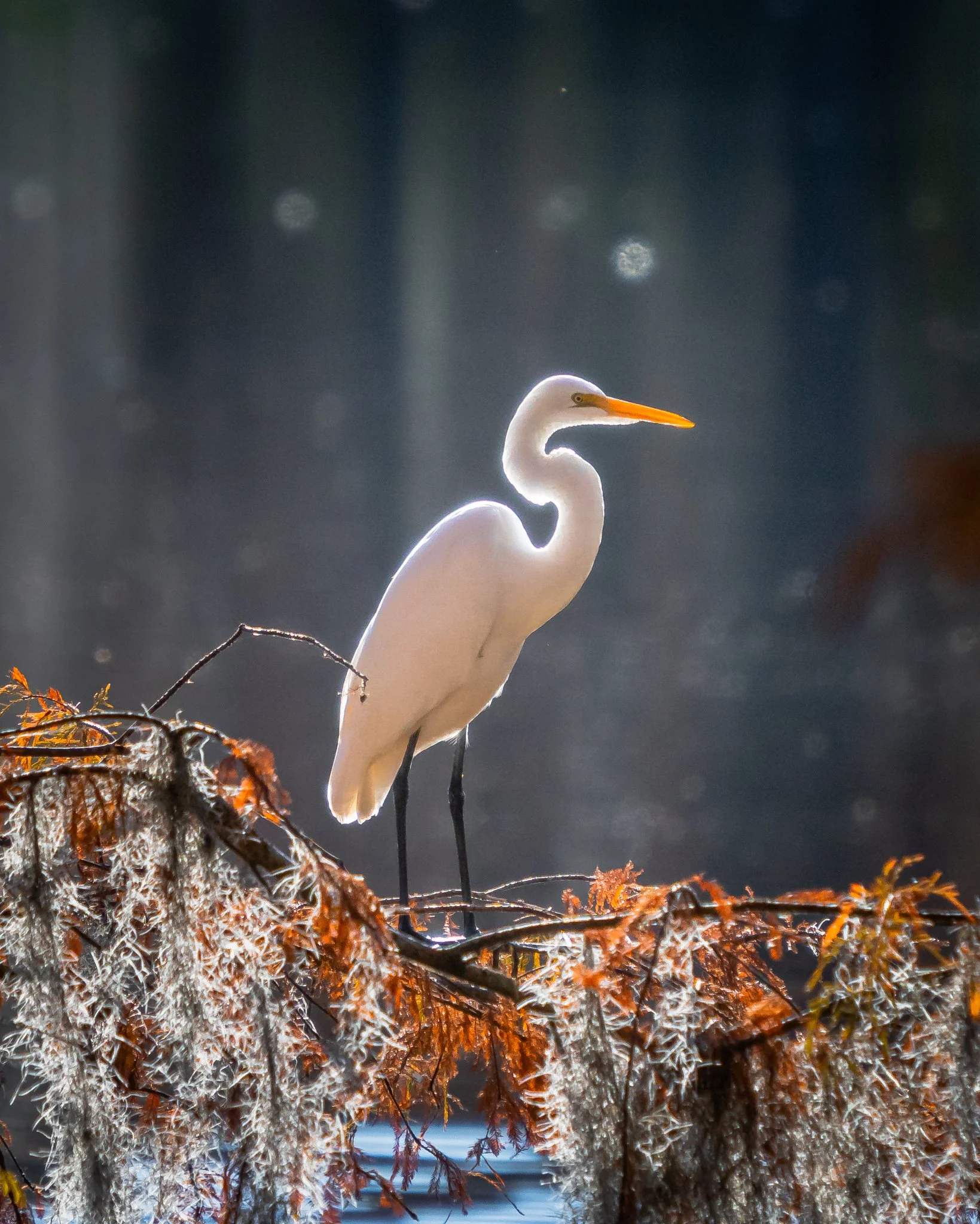 snowy egret-5.jpg