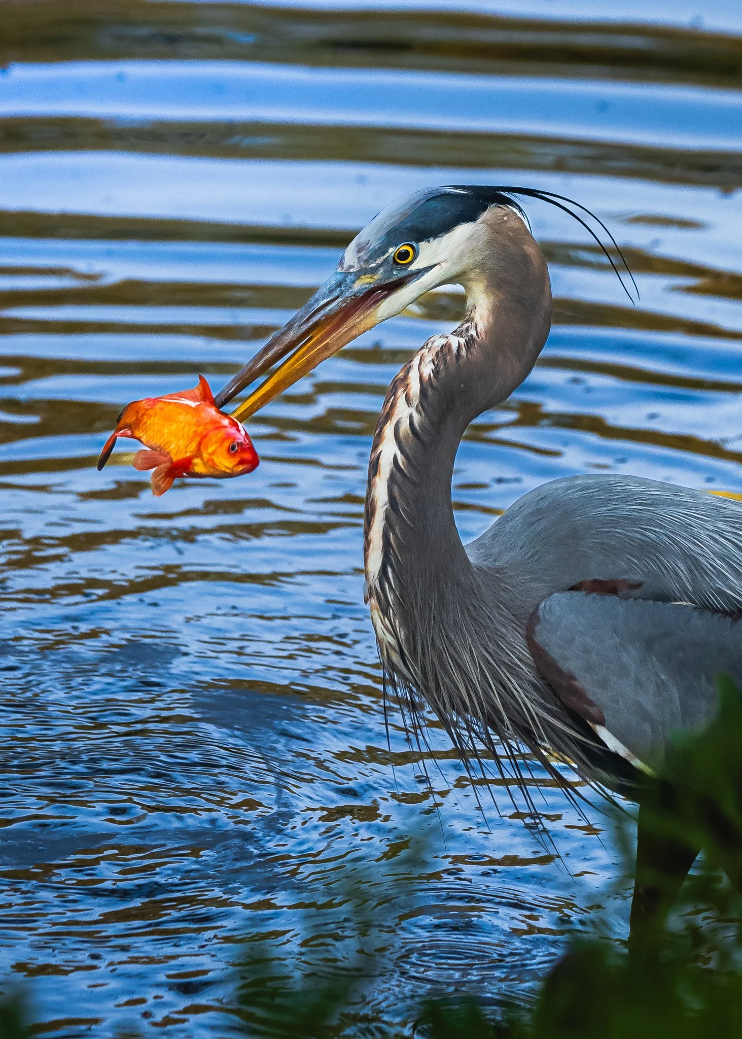 great blue heron-6.jpg