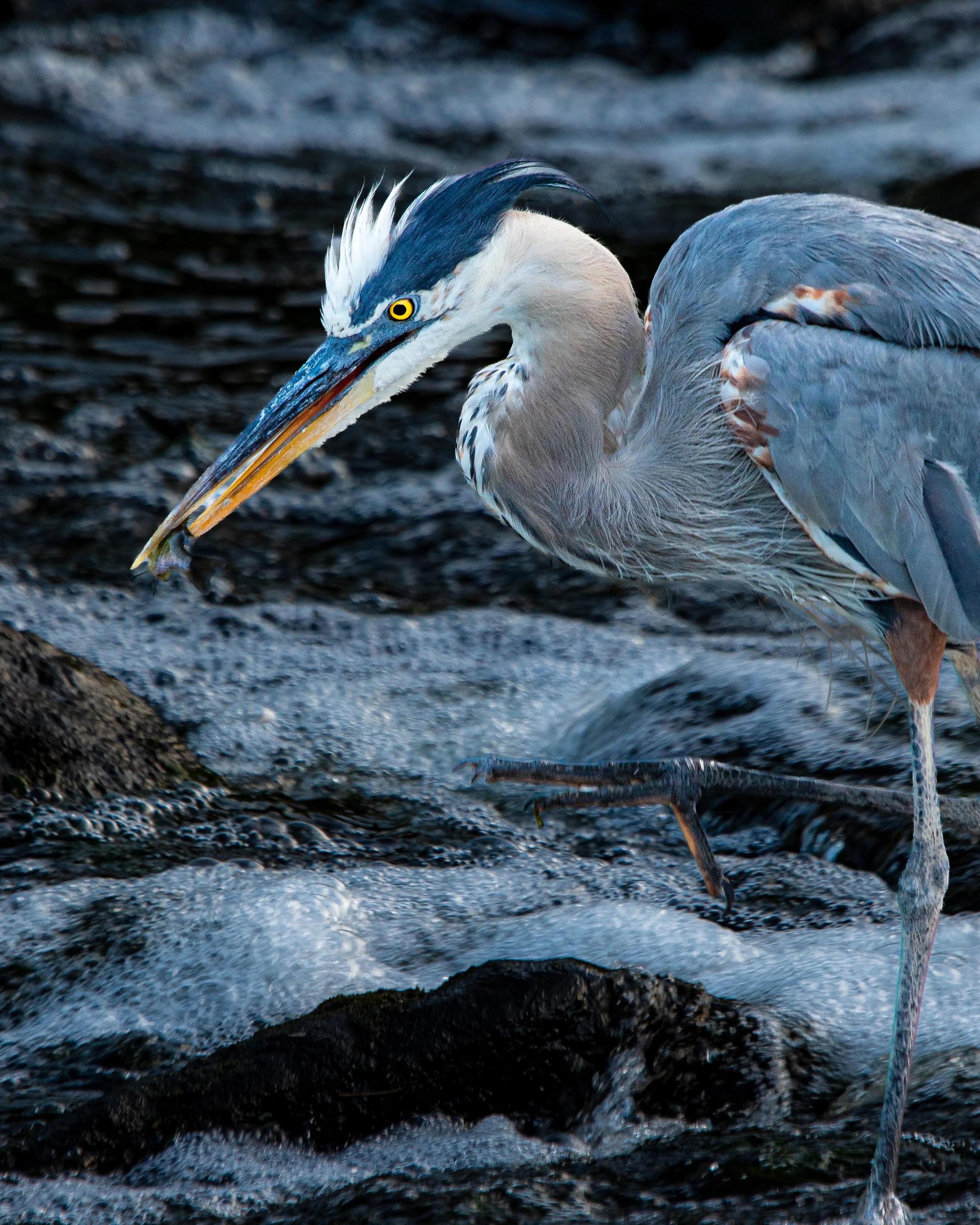 great blue heron.jpg