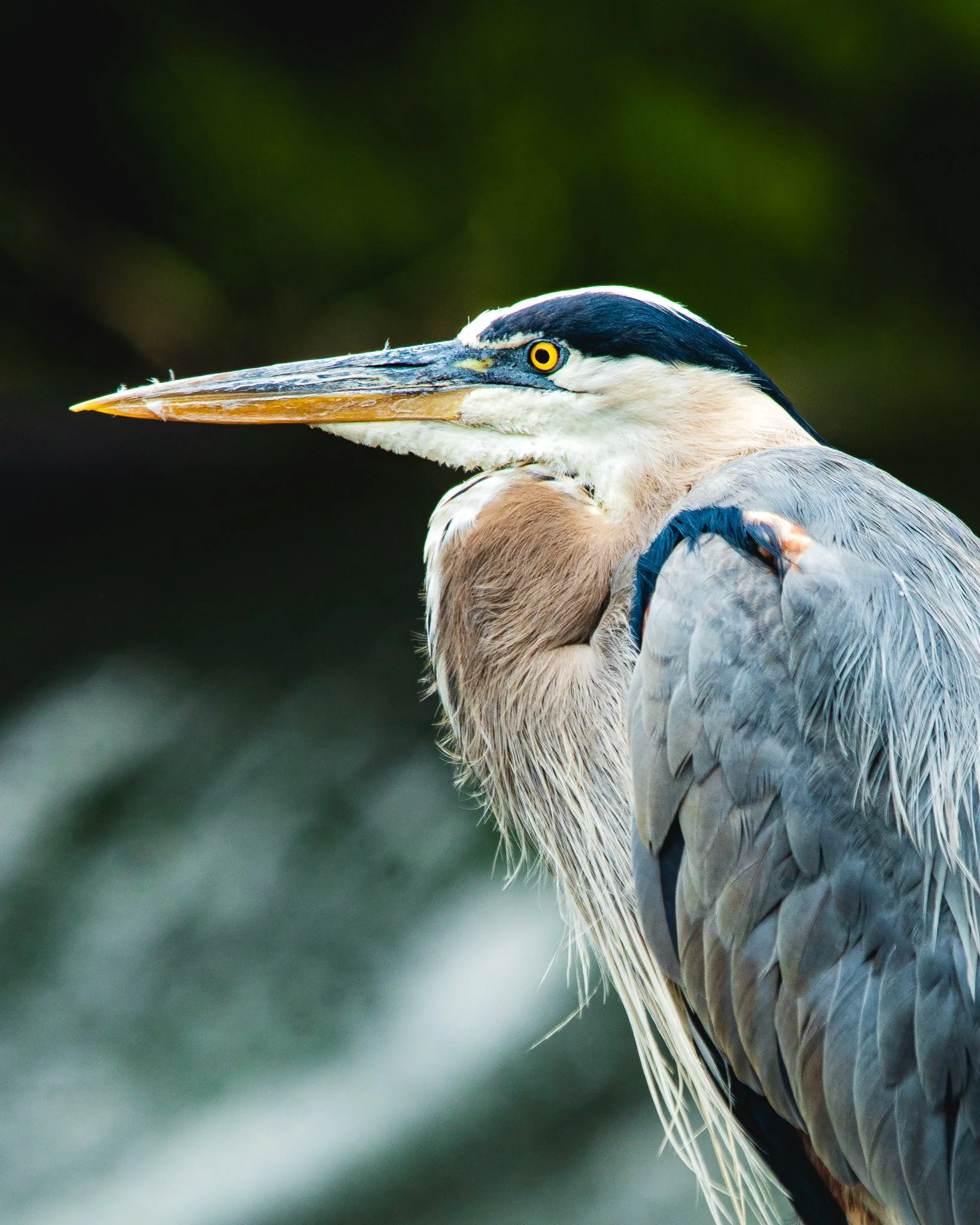 great blue heron-2.jpg