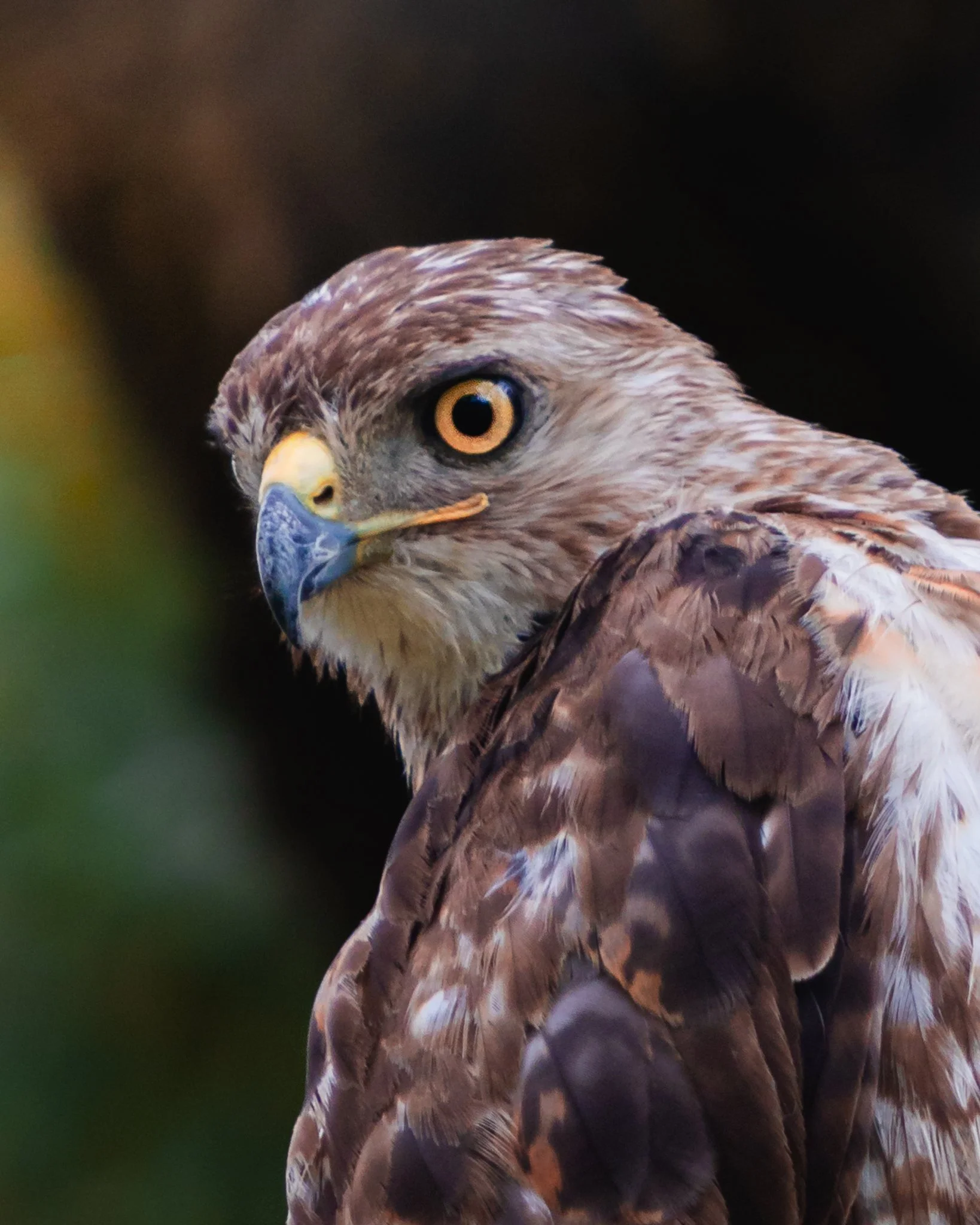 airlie garden red-tailed hawk-1.jpg