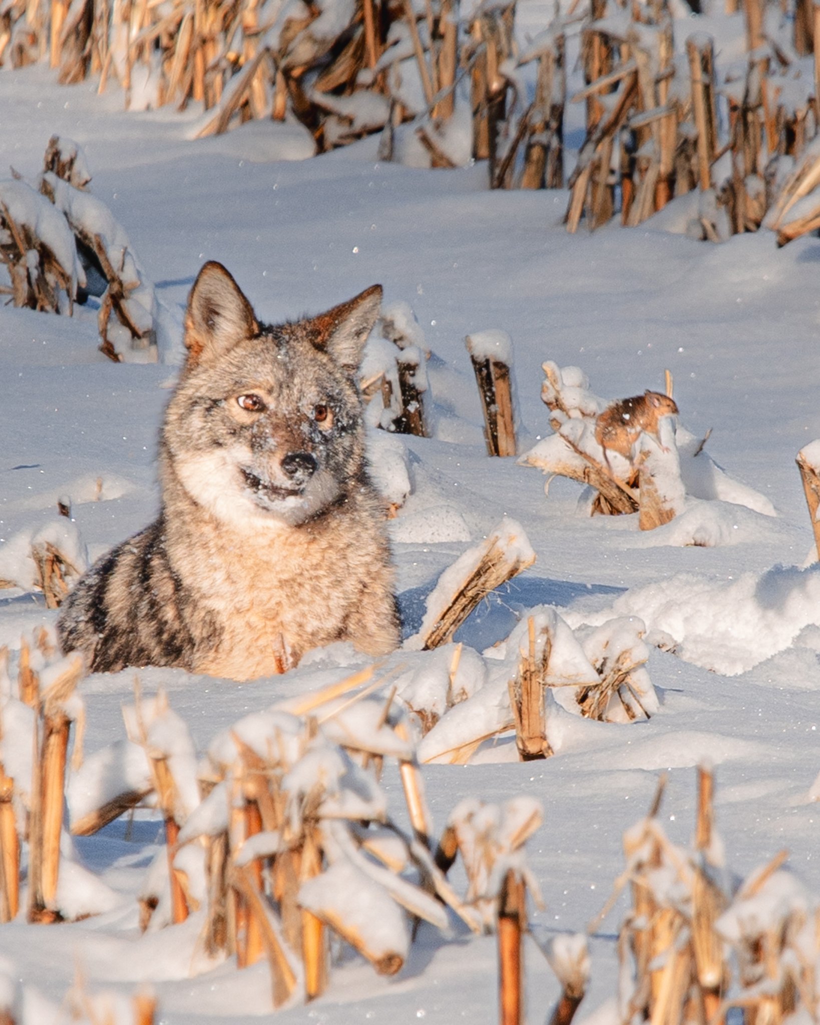 coyote.jpg