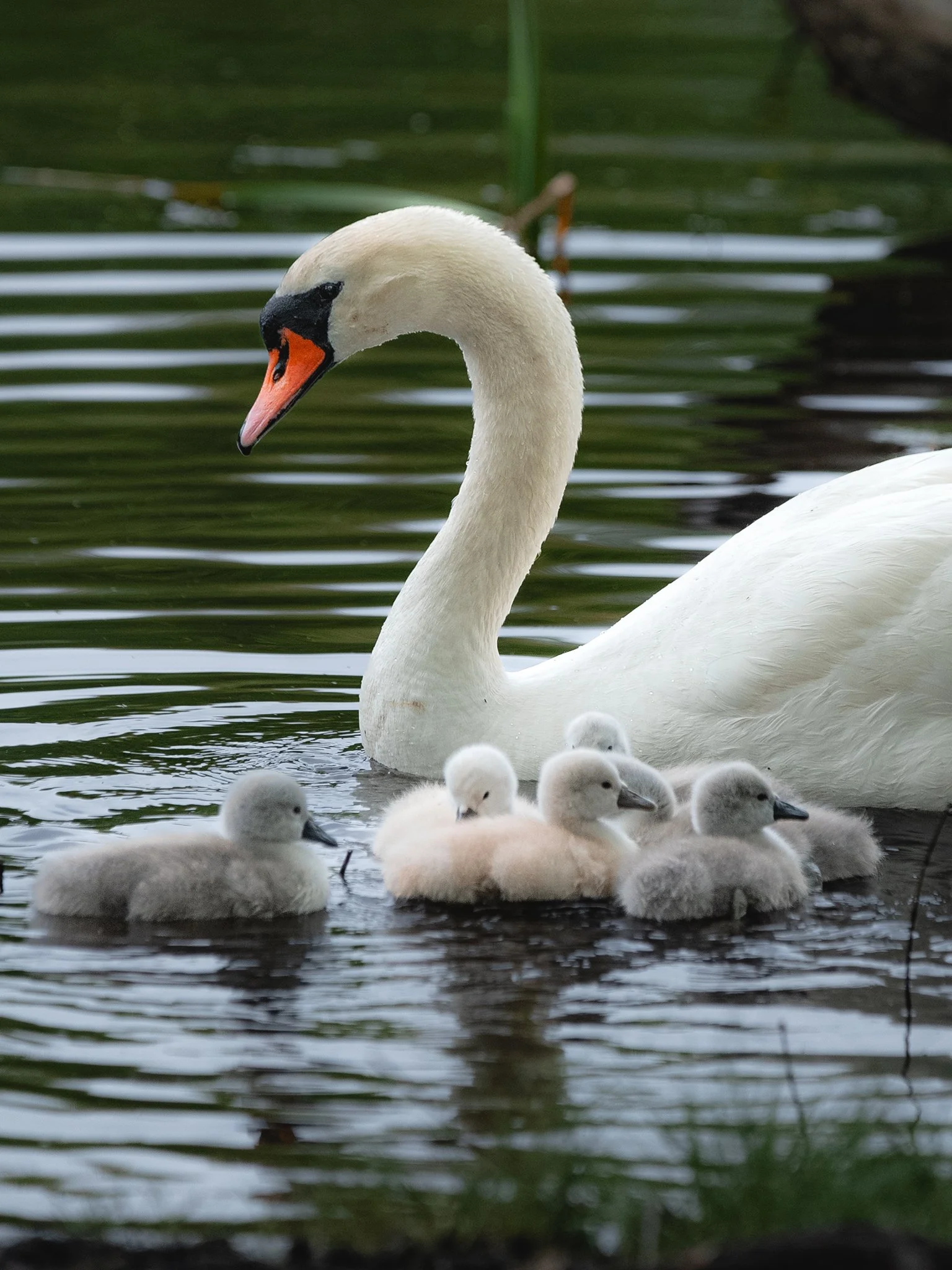 mute swan.jpg