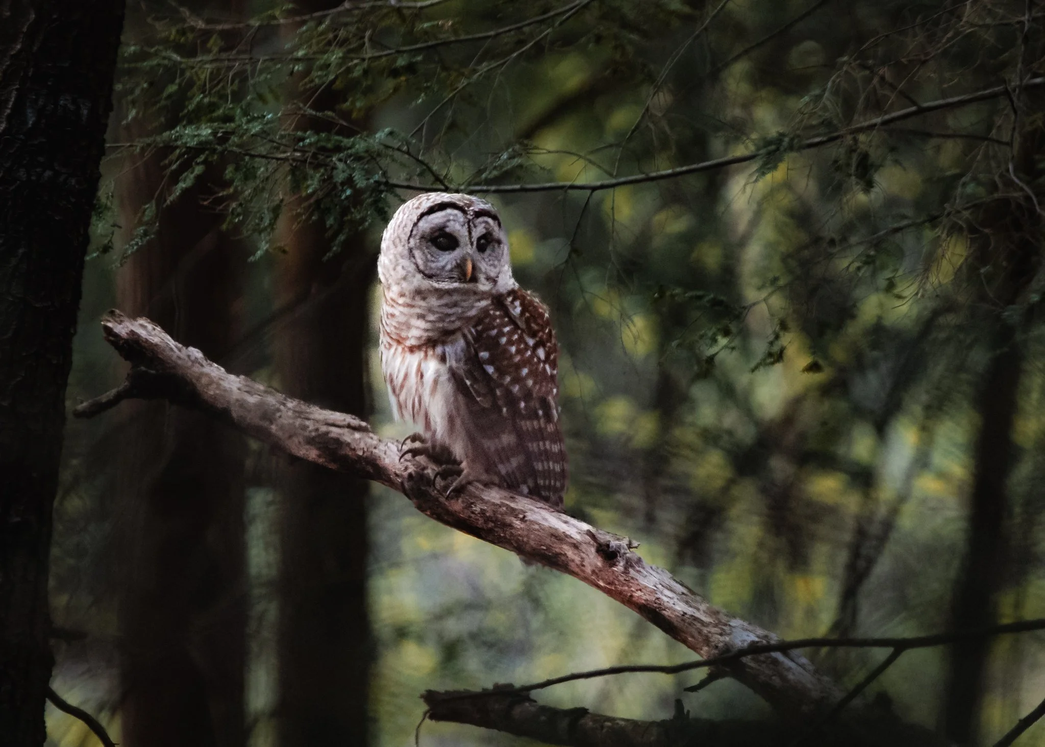 barred owl-2.jpg