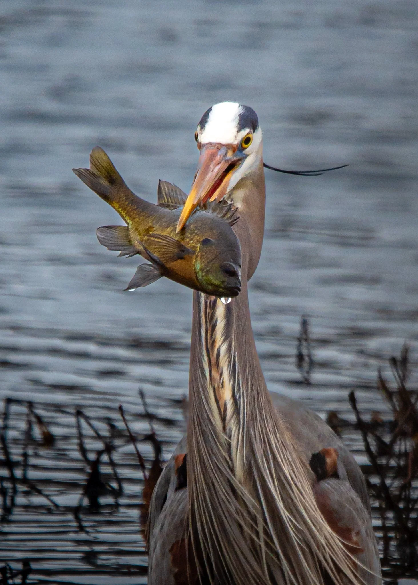 great blue heron-4.jpg
