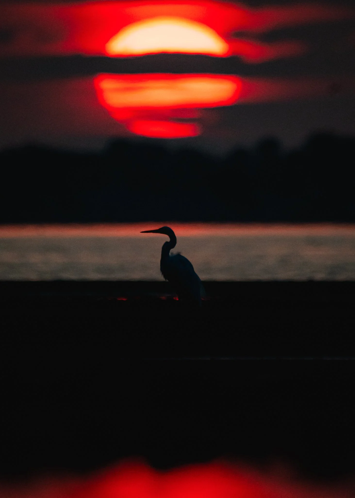 snowy egret-2.jpg