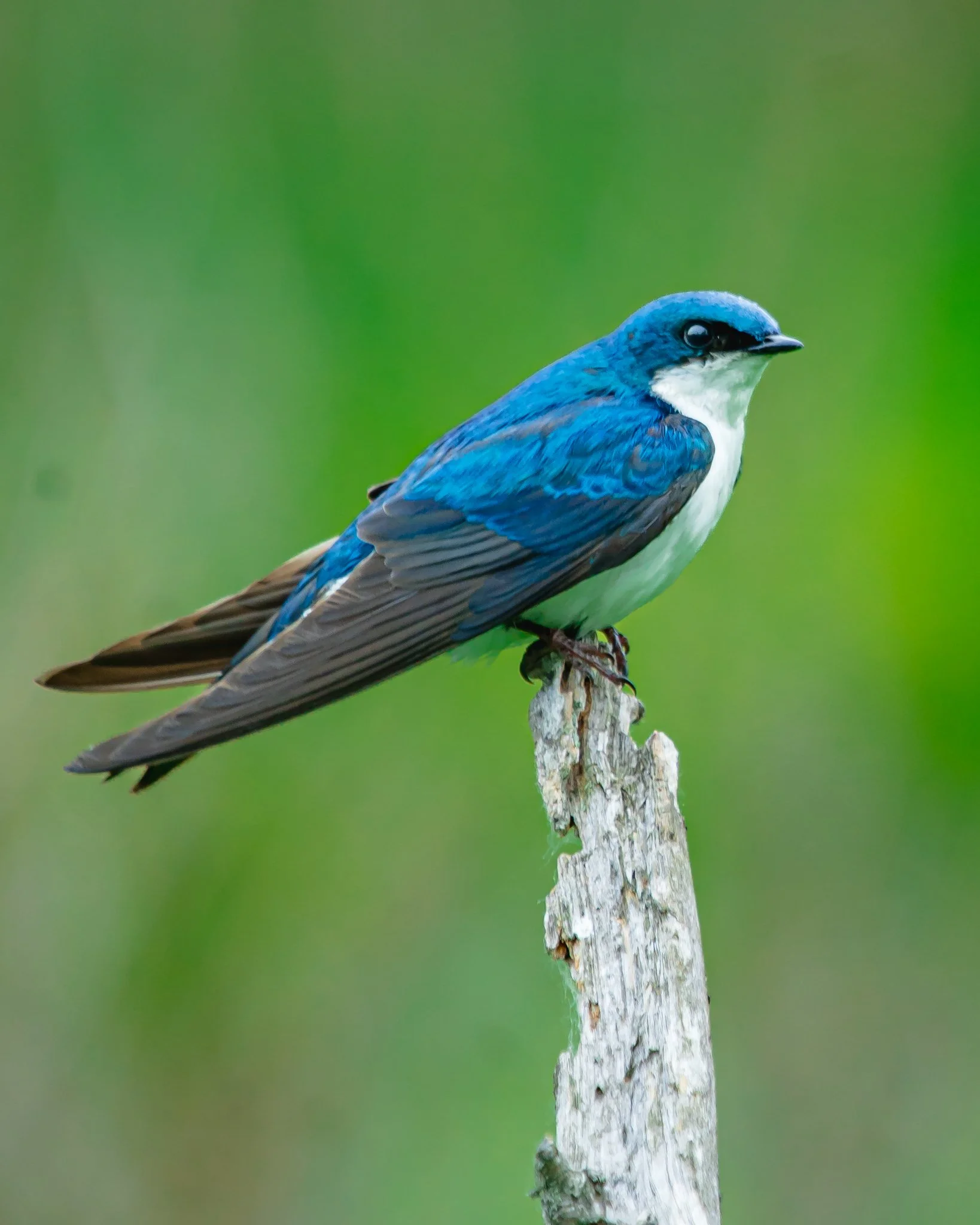 tree swallow-2.jpg