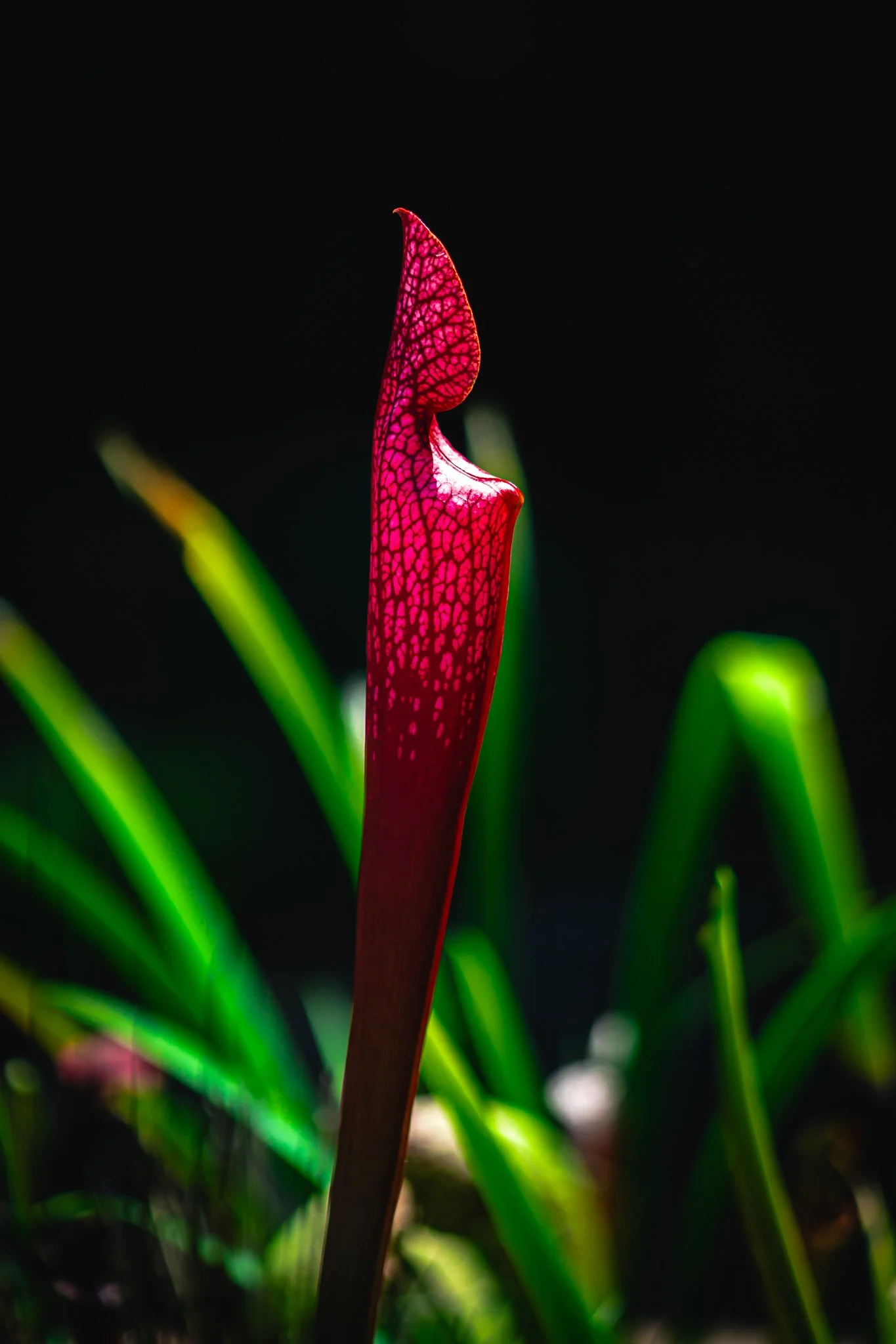 new hanover county arboretum-1-2.jpg