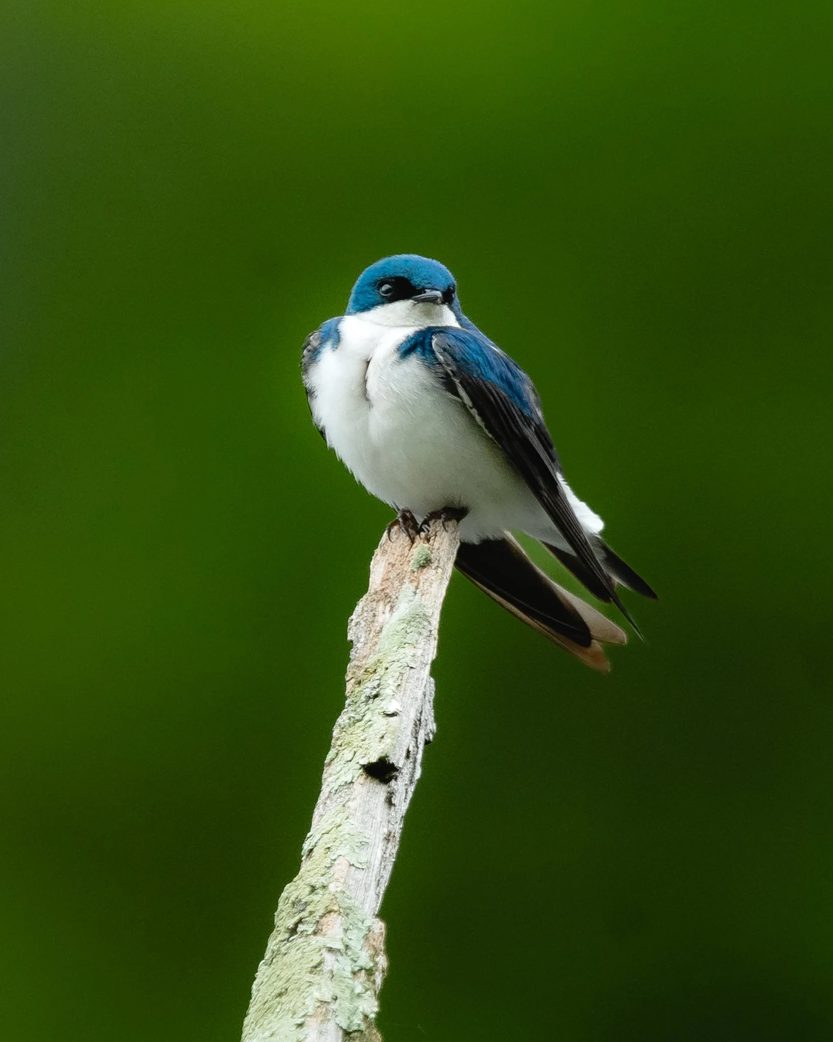 tree swallow.jpg