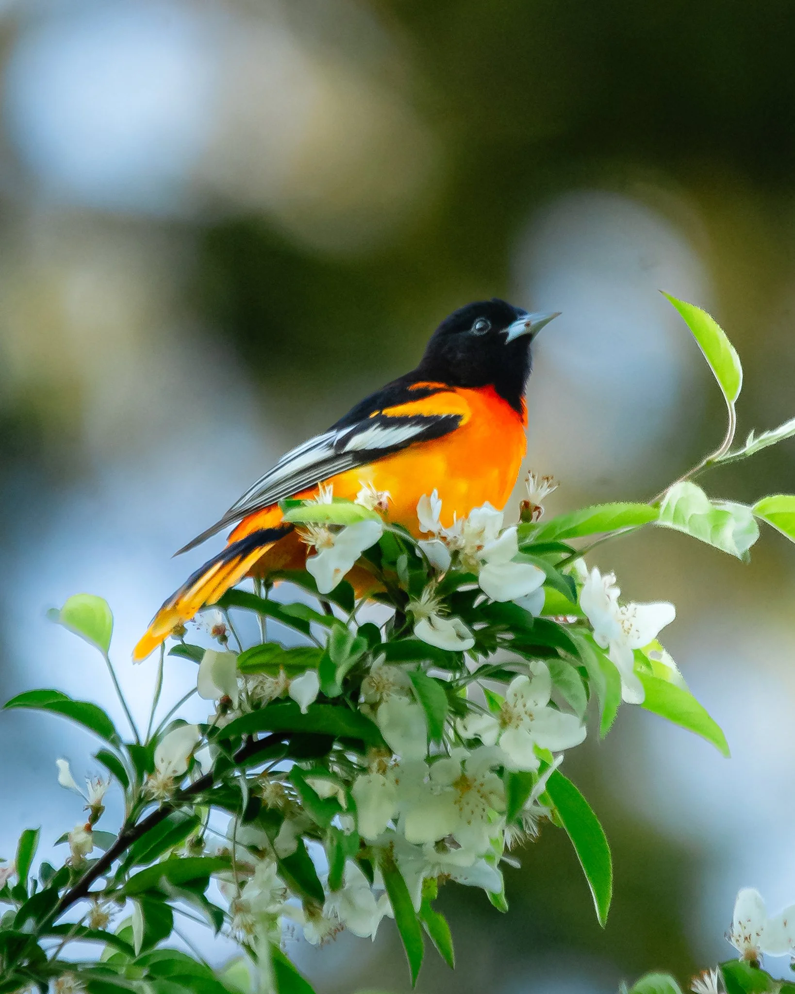 baltimore oriole.jpg