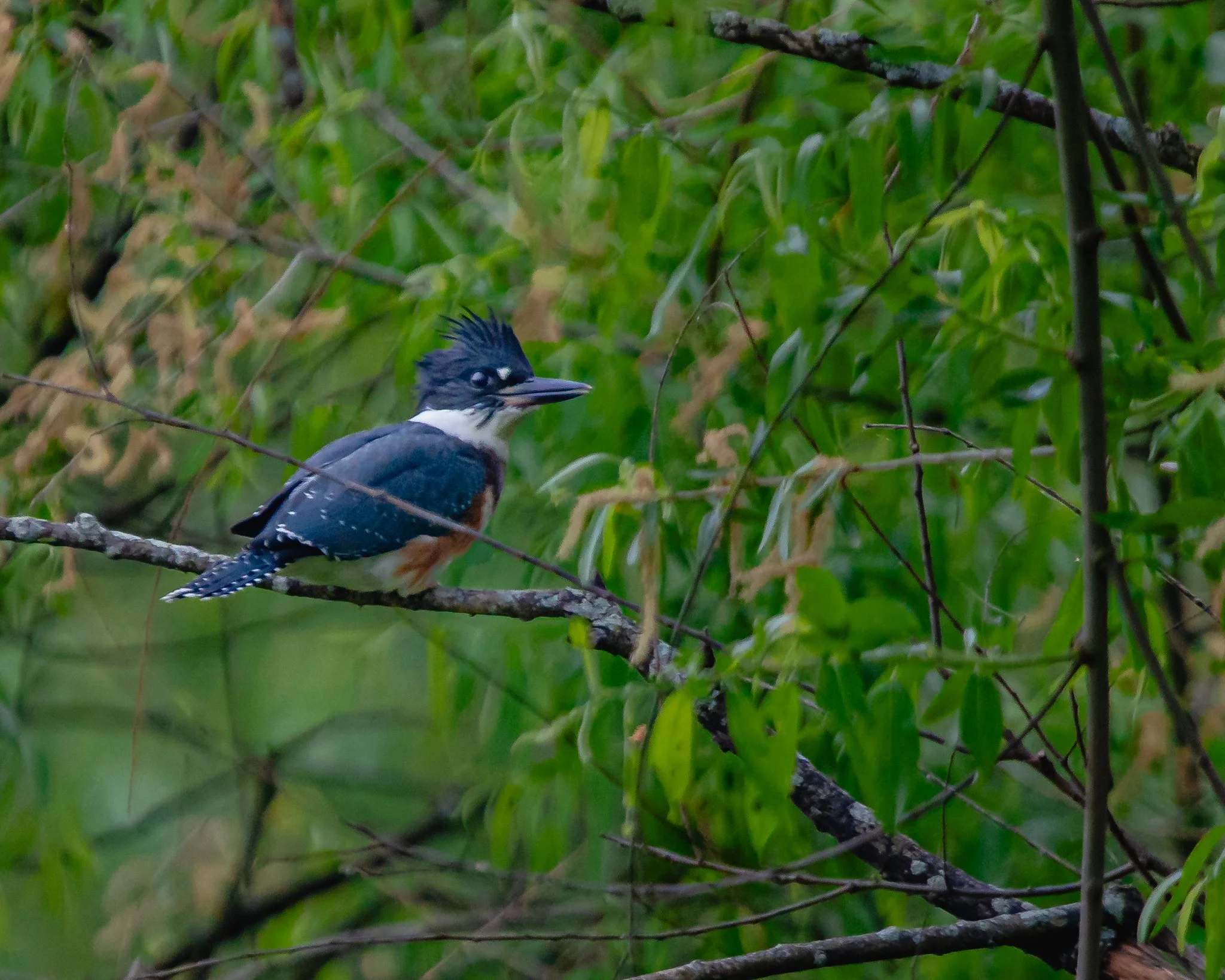 belted kingfisher.jpg