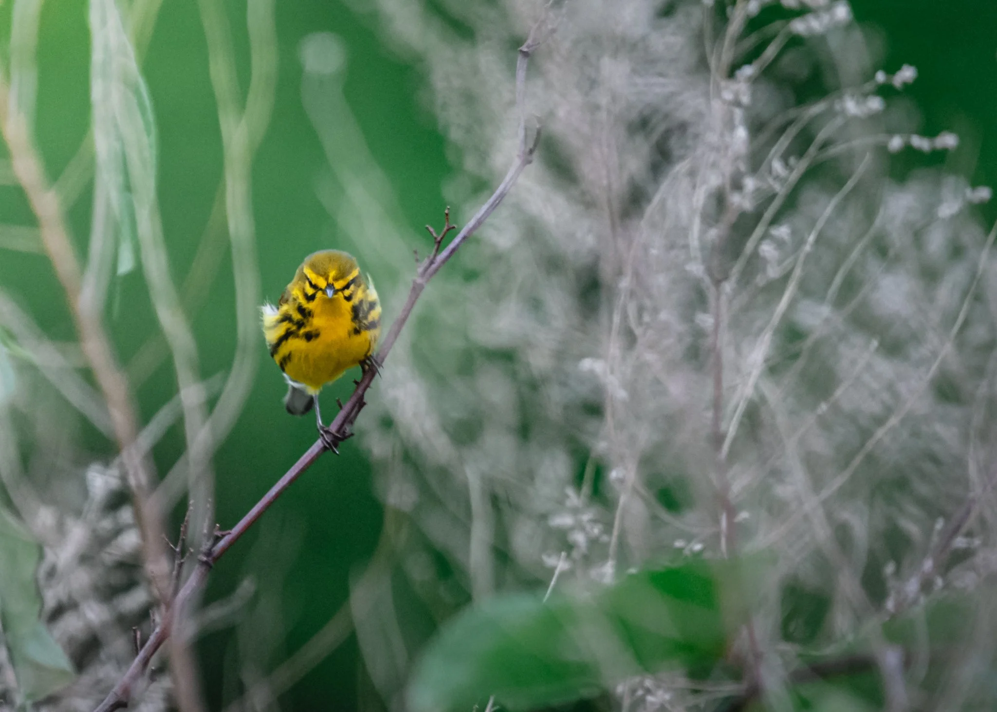 prairie warbler.jpg