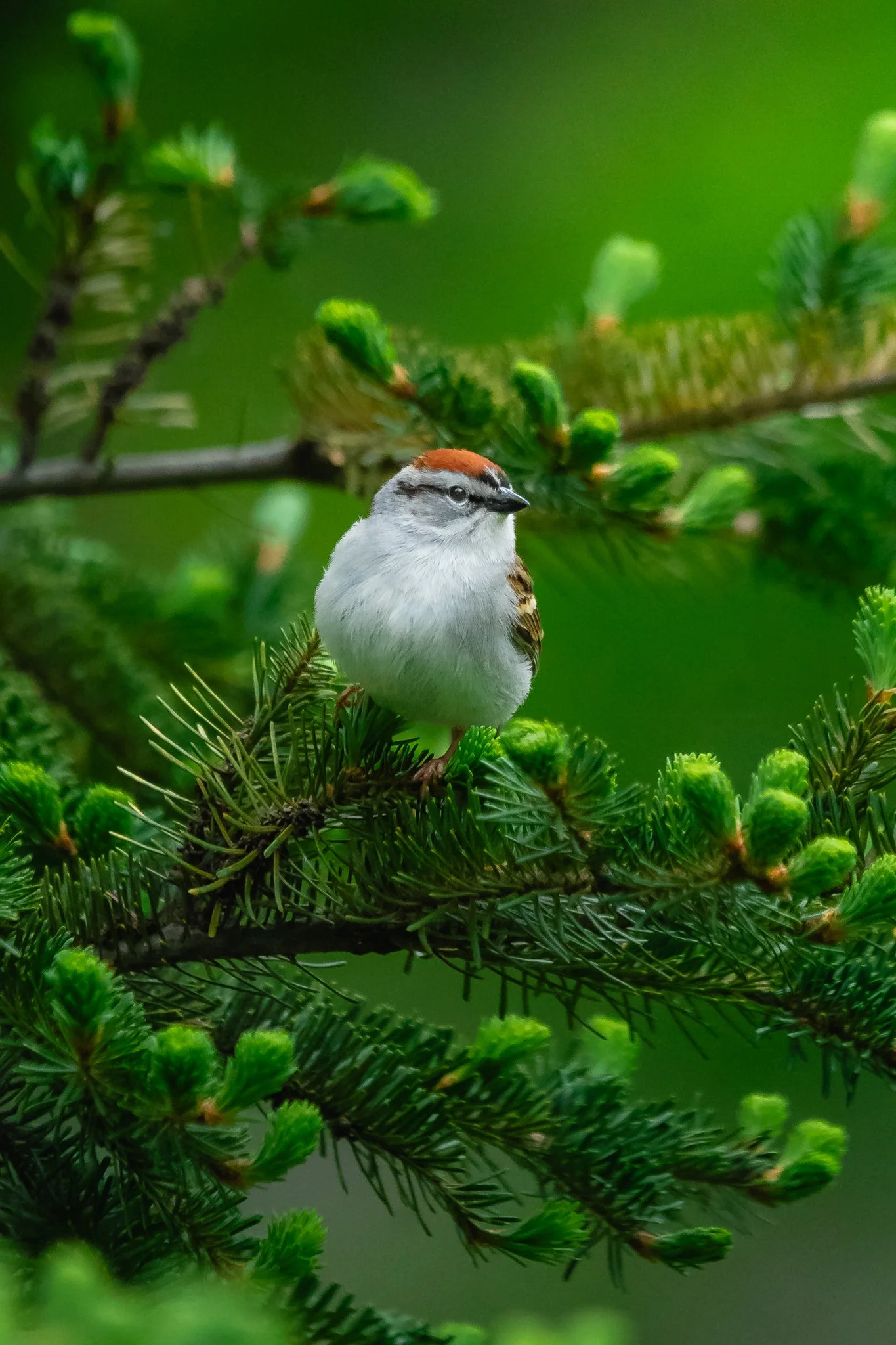 chipping sparrow.jpg