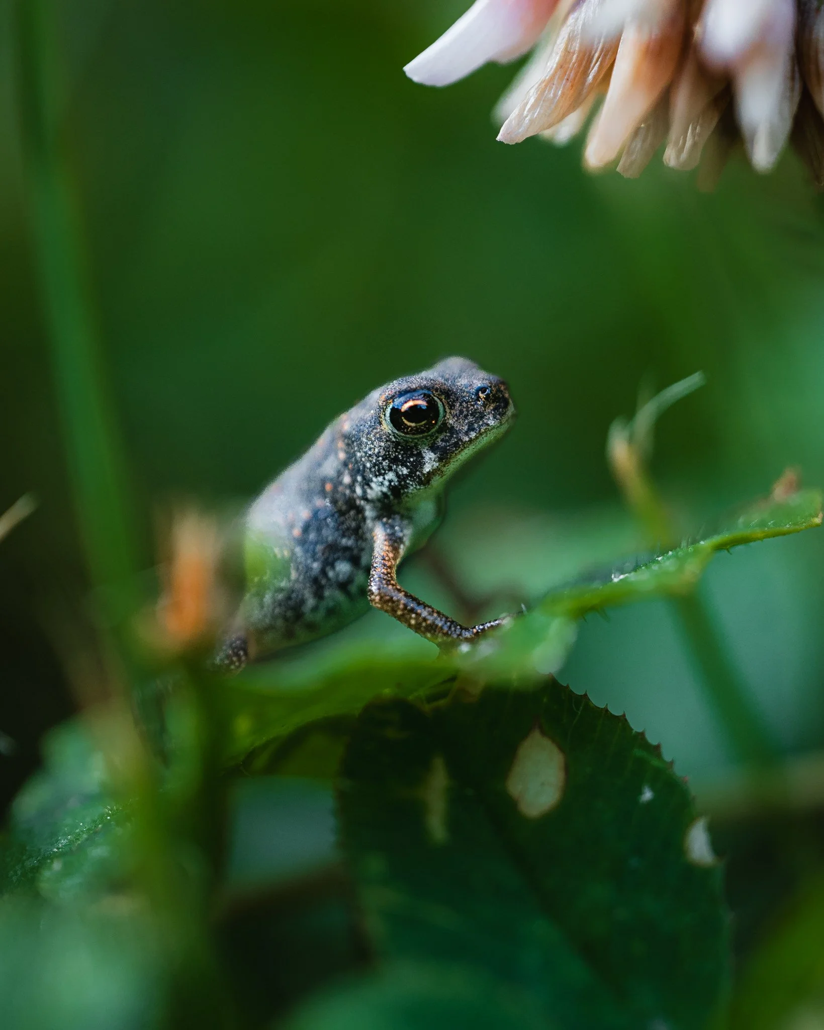 halcyon froglet.jpg