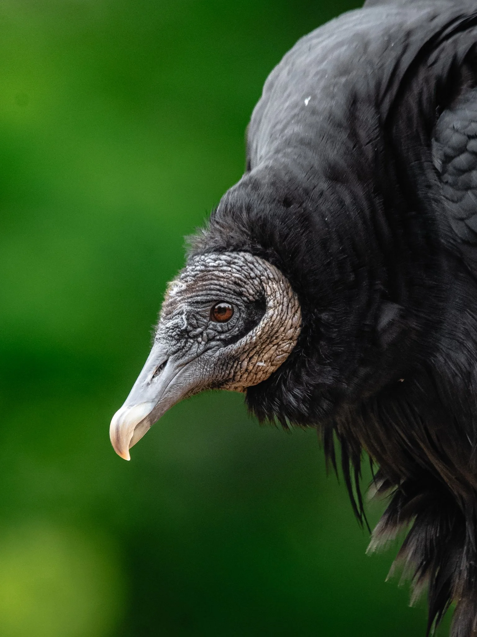 black vulture.jpg