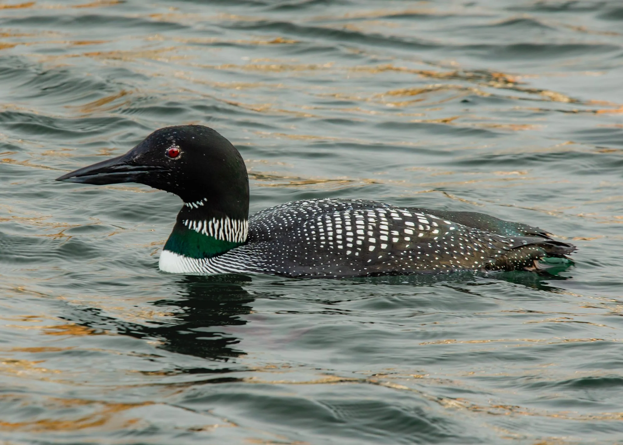 common loon.jpg