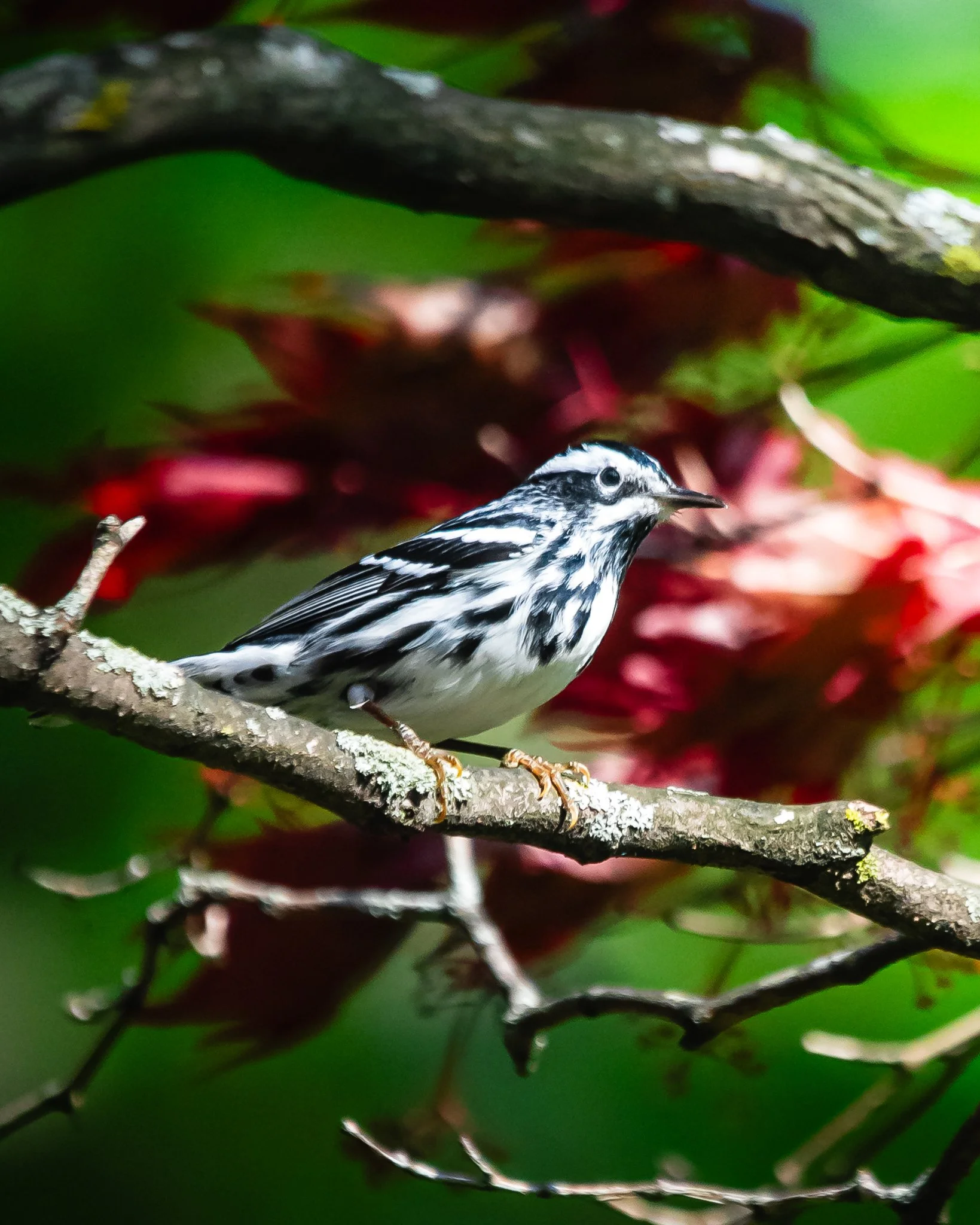 black and white warbler.jpg