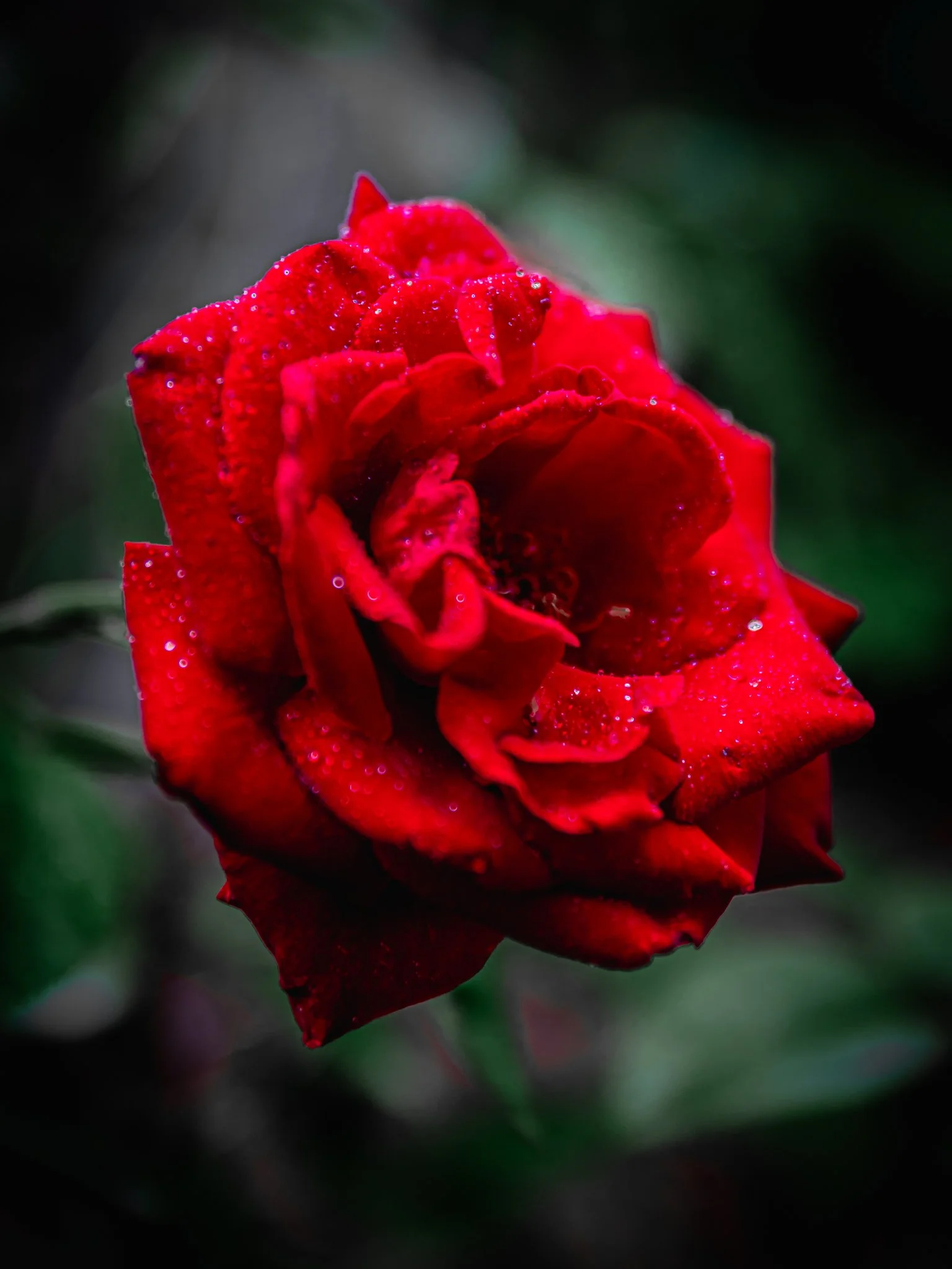 new hanover county arboretum-1.jpg