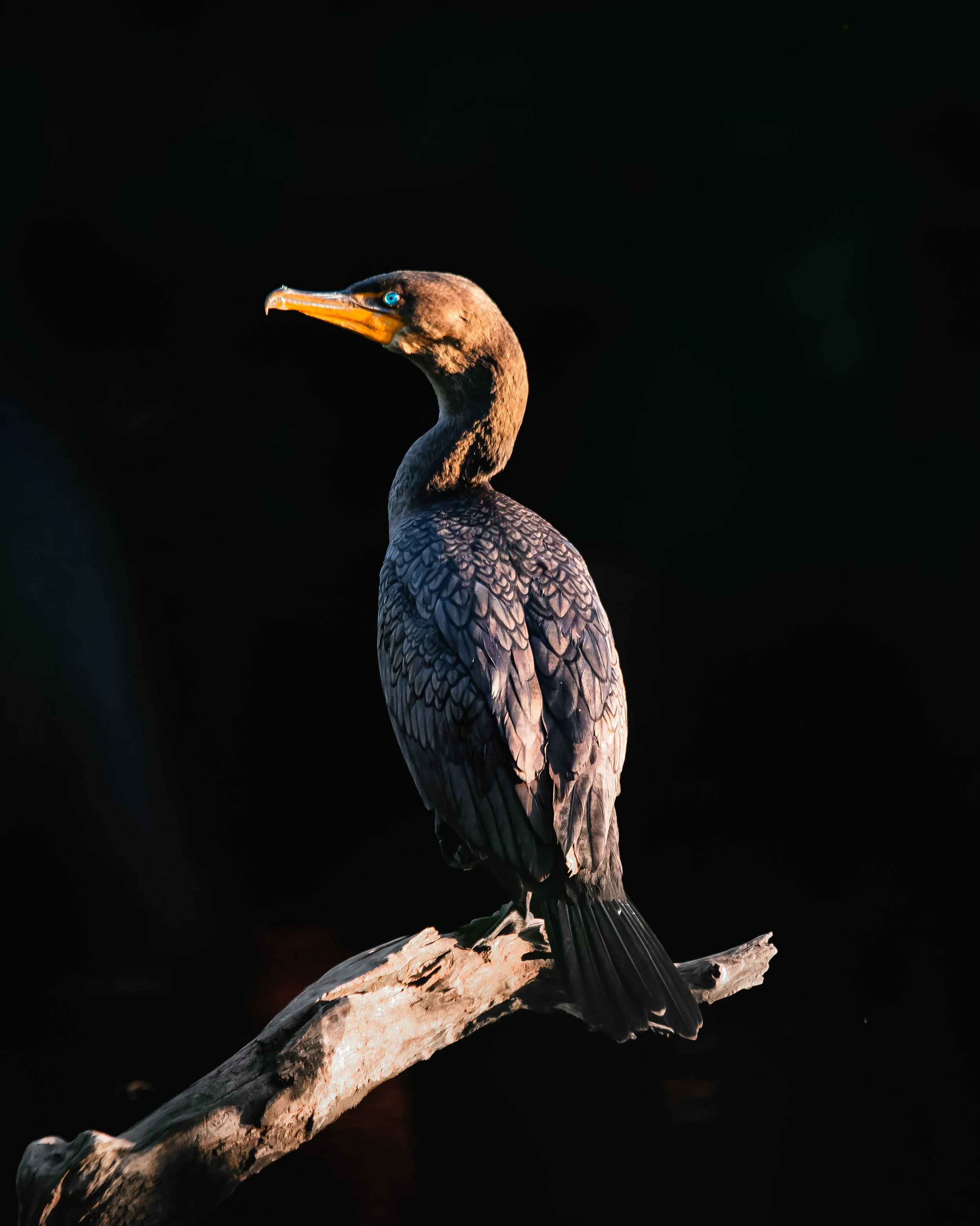 double crested cormorant.jpg