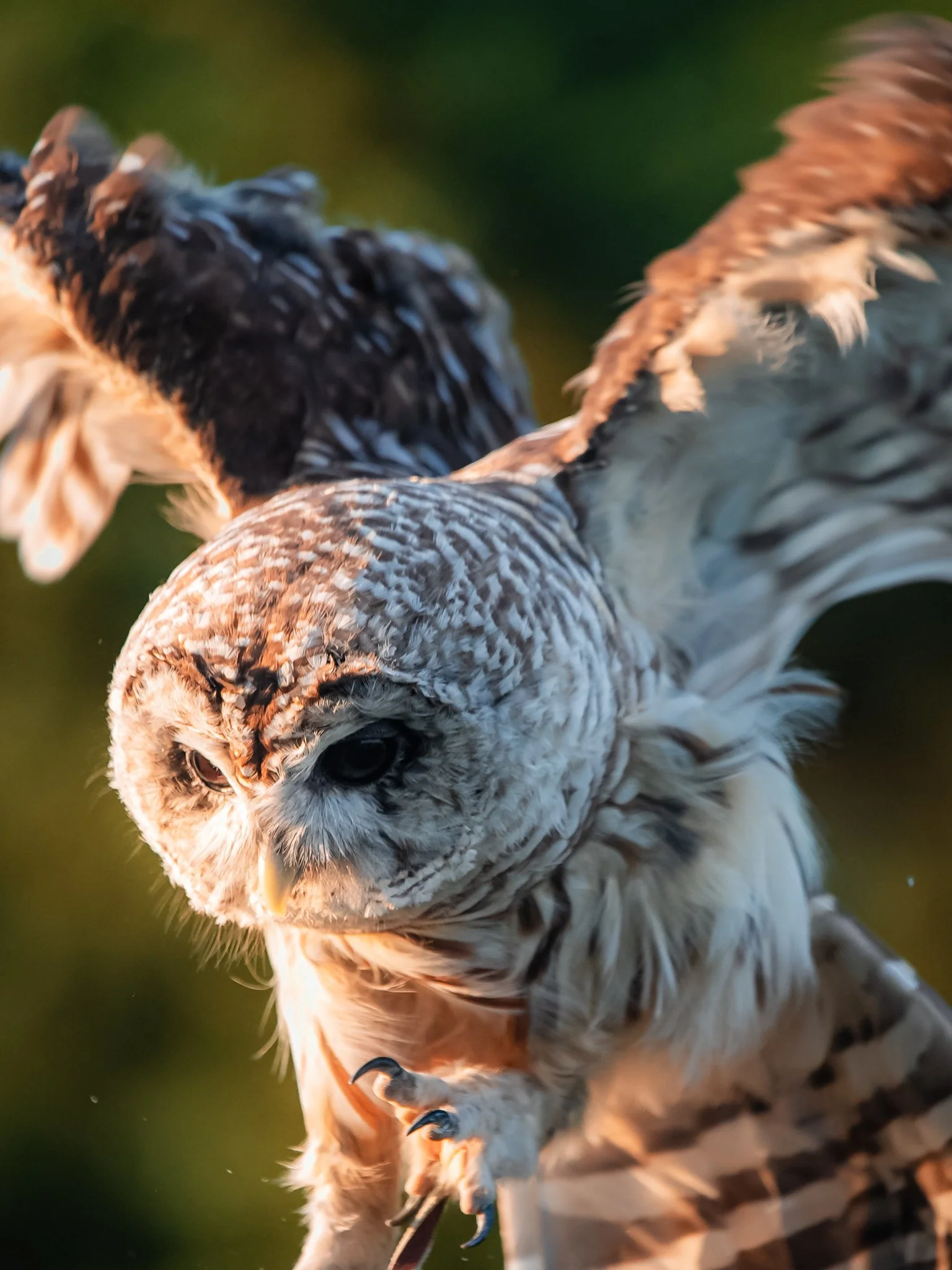 barred owl.jpg