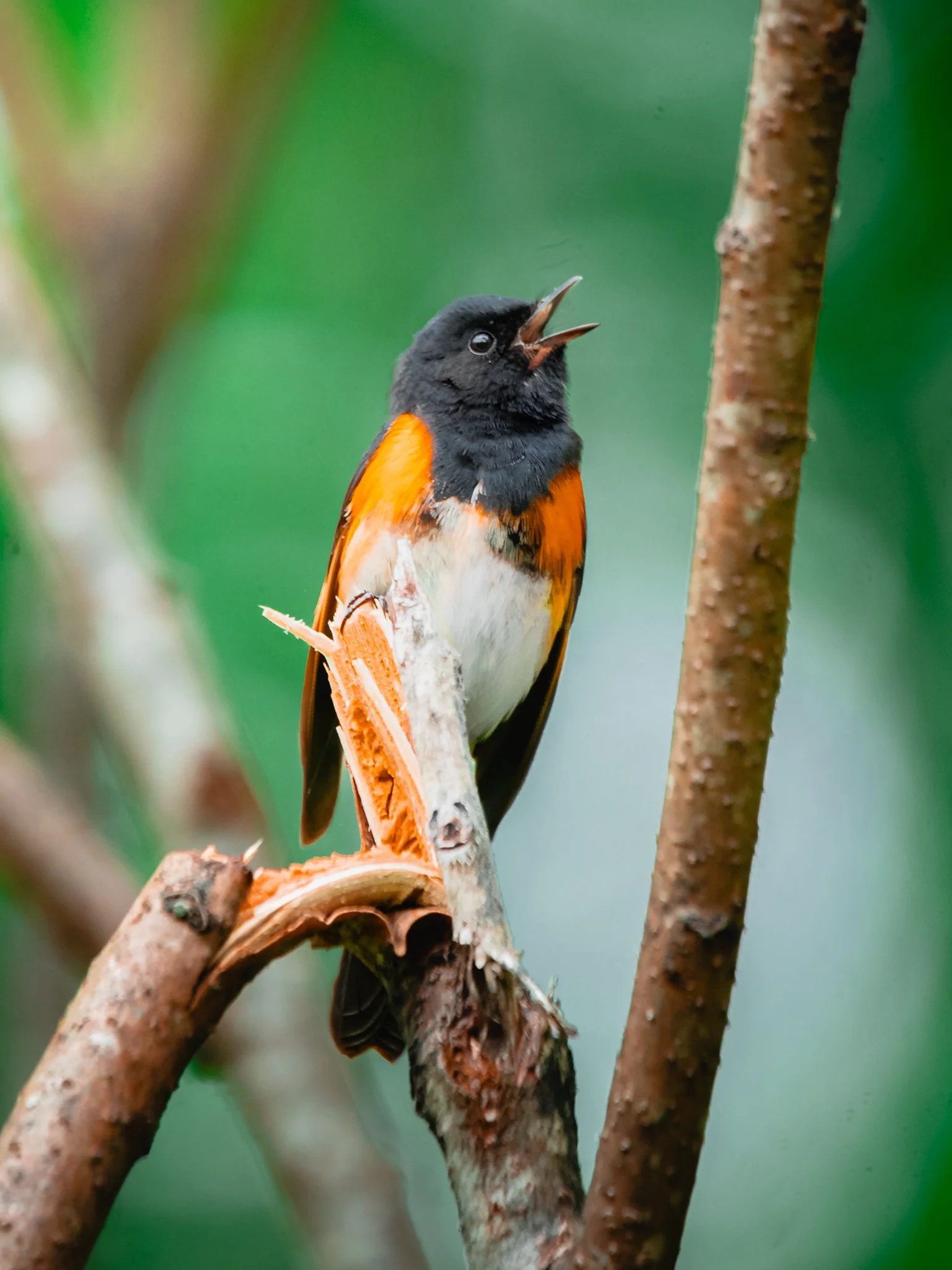 american_redstart.jpg
