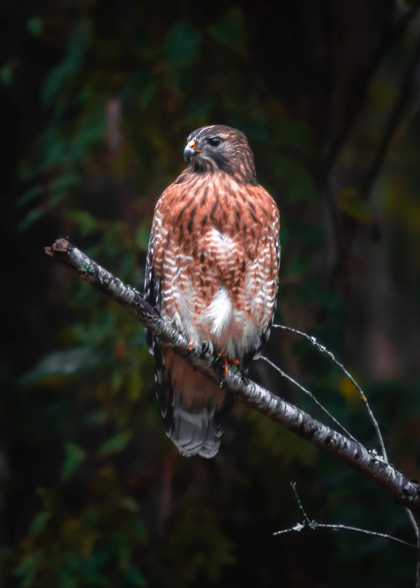 greenfield park - red-tailed hawk-2.jpg