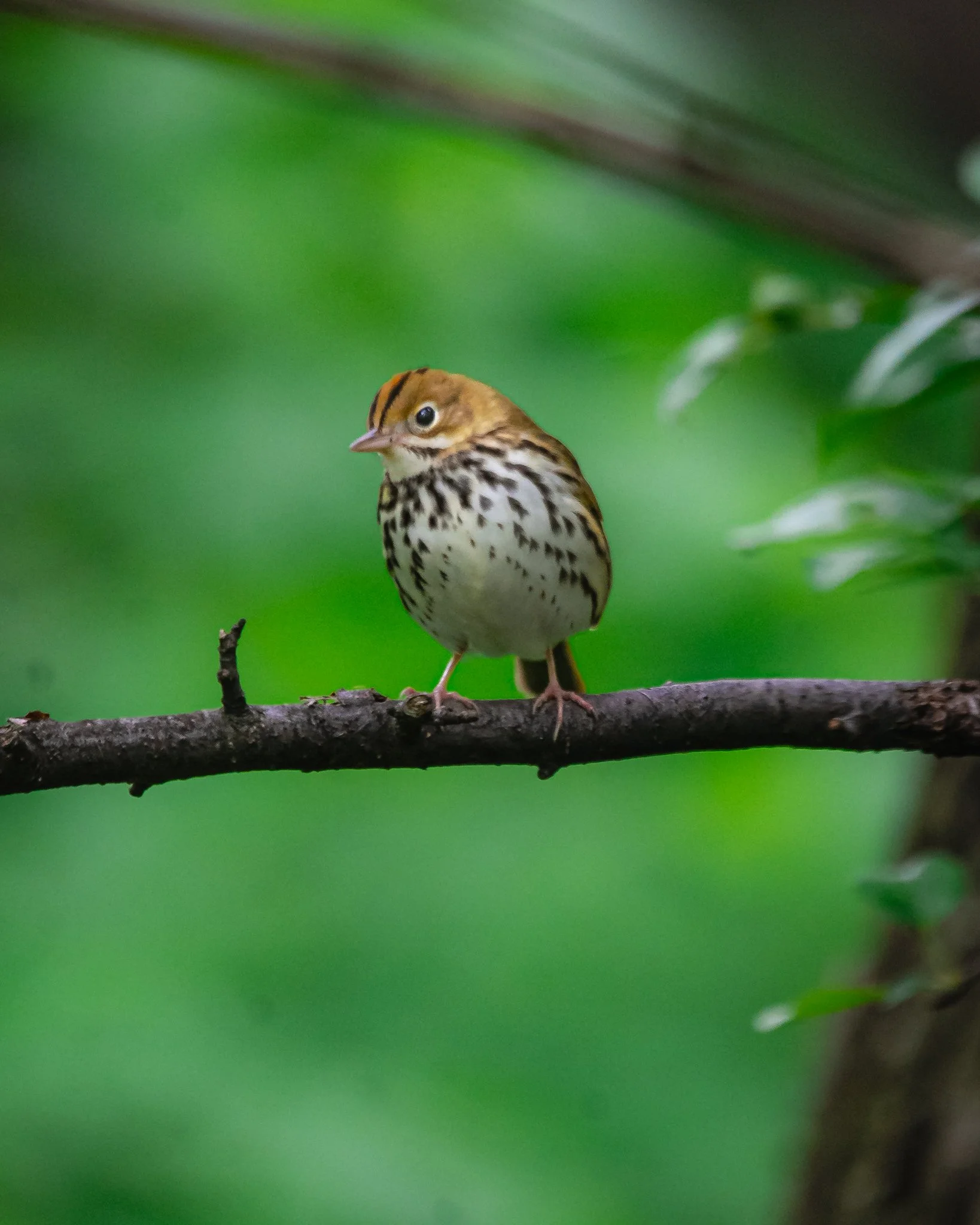 ovenbird-2.jpg