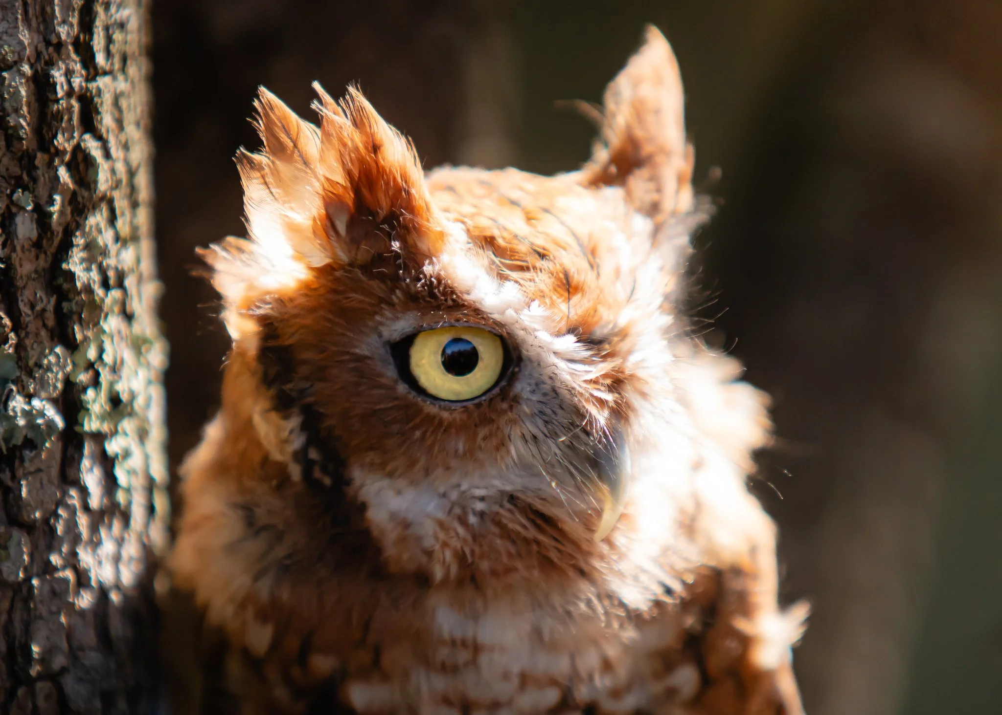 eastern screech owl.jpg