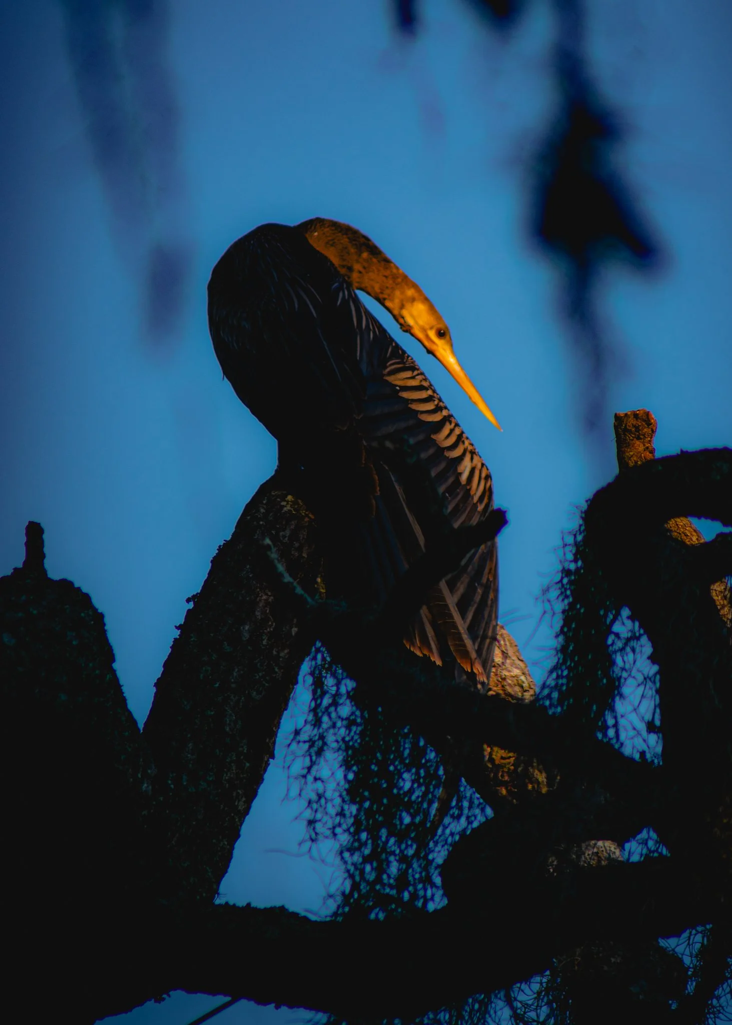 airlie gardens anhinga.jpg