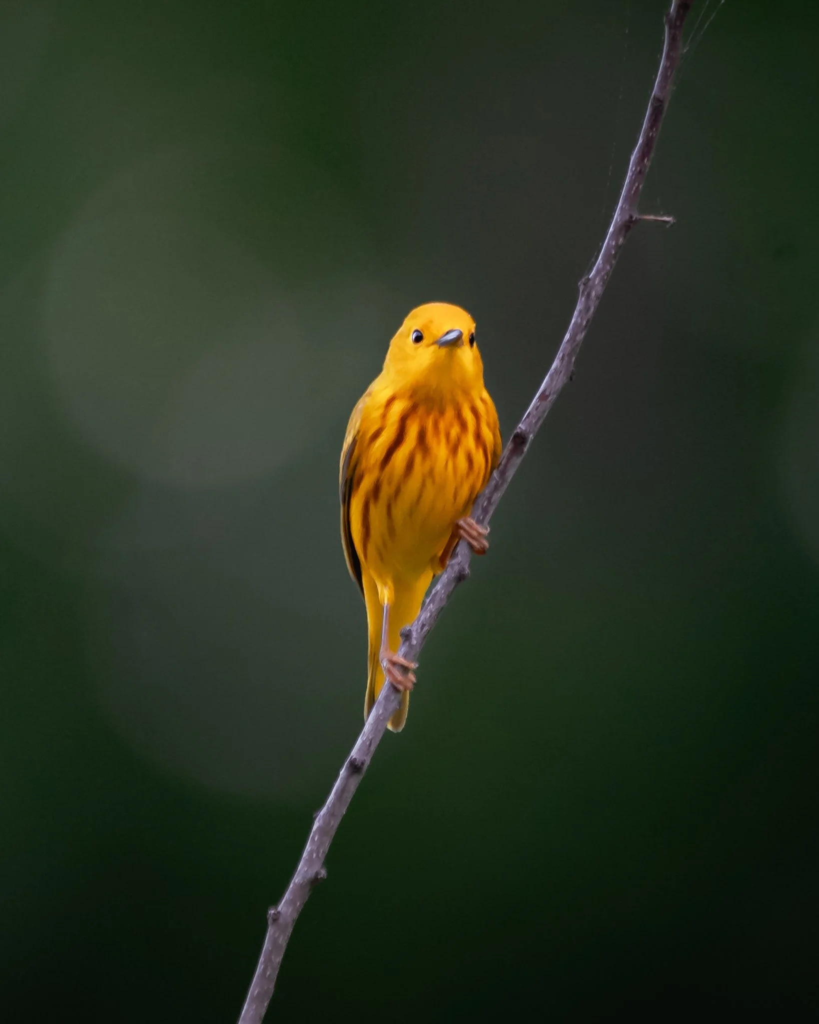 yellow warbler-2.jpg