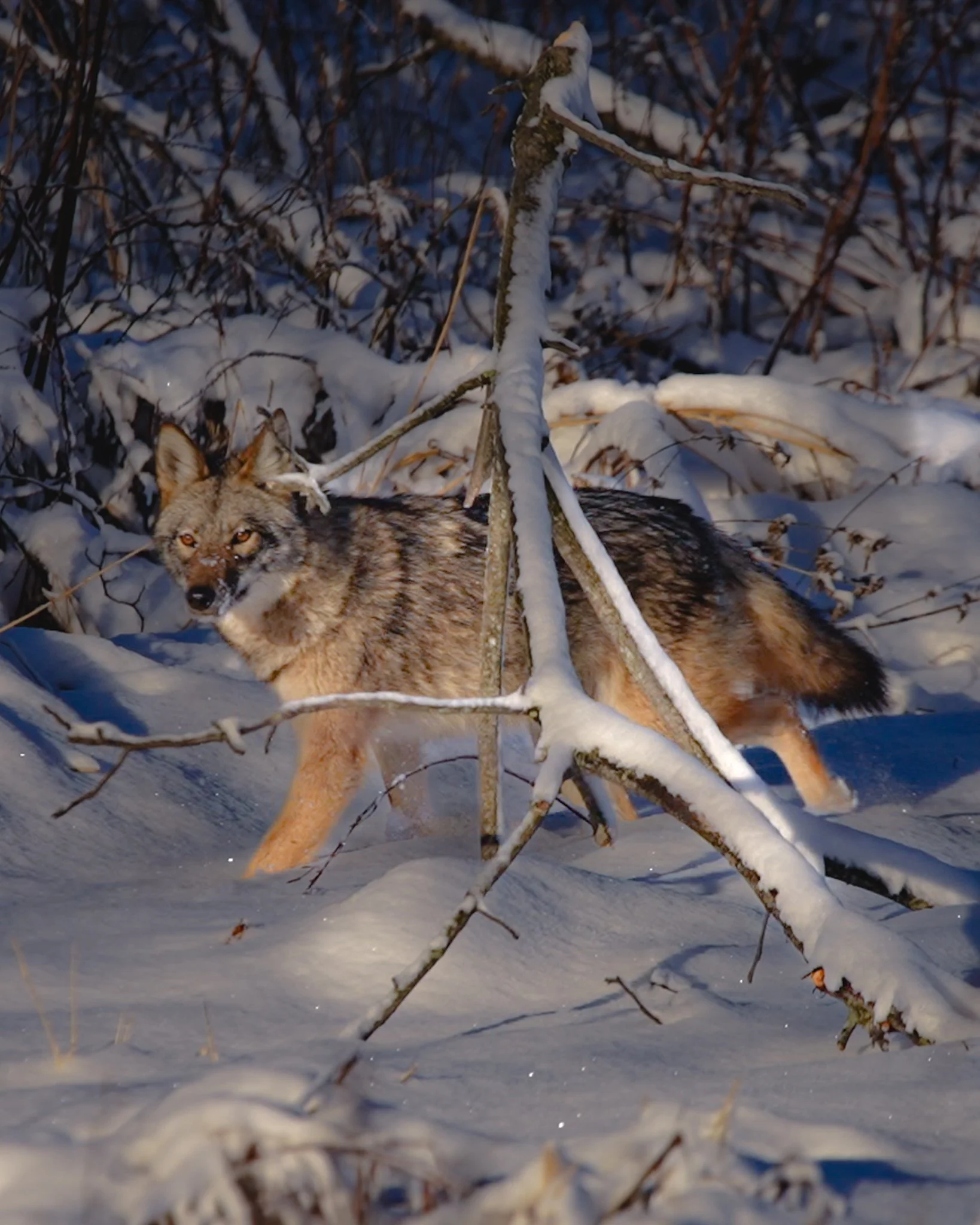 coyote-2.jpg
