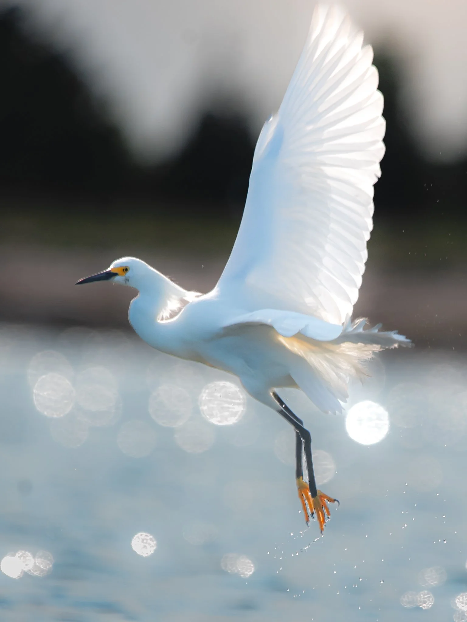 snowy egret-4.jpg