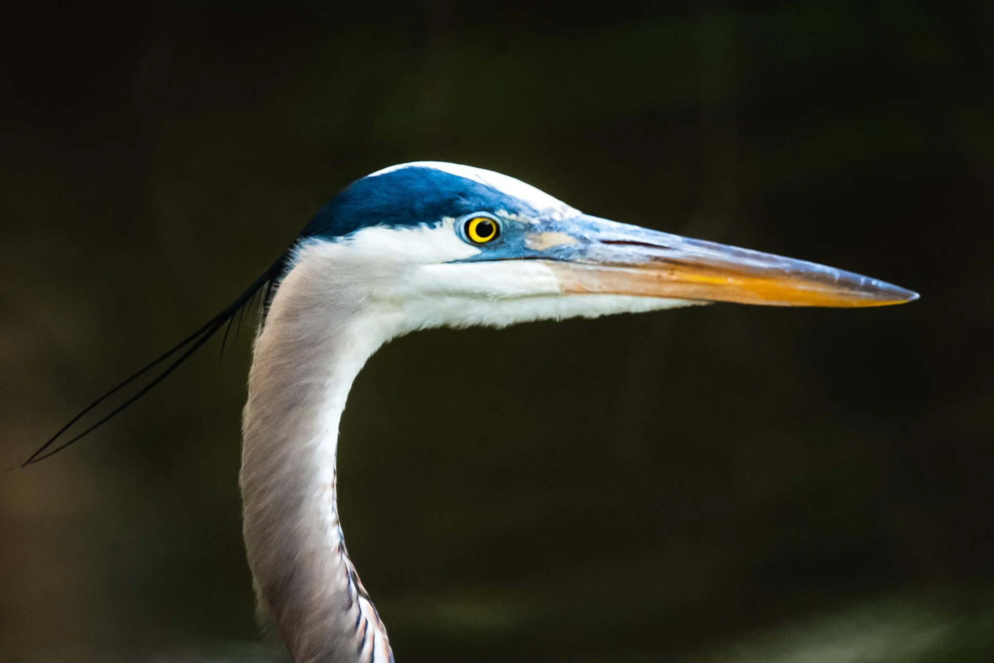 great blue heron-7.jpg