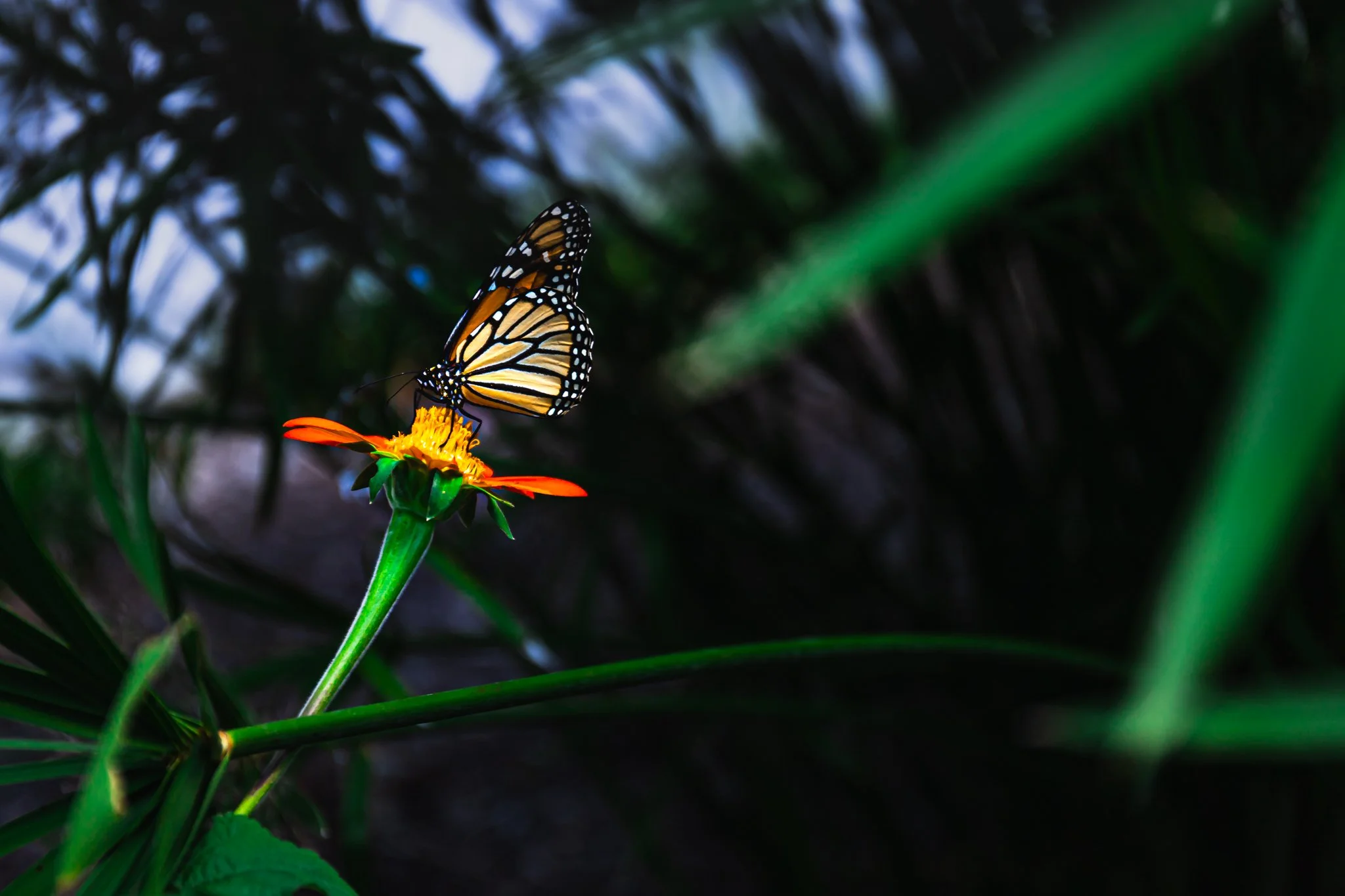 new hanover county arboretum-2.jpg