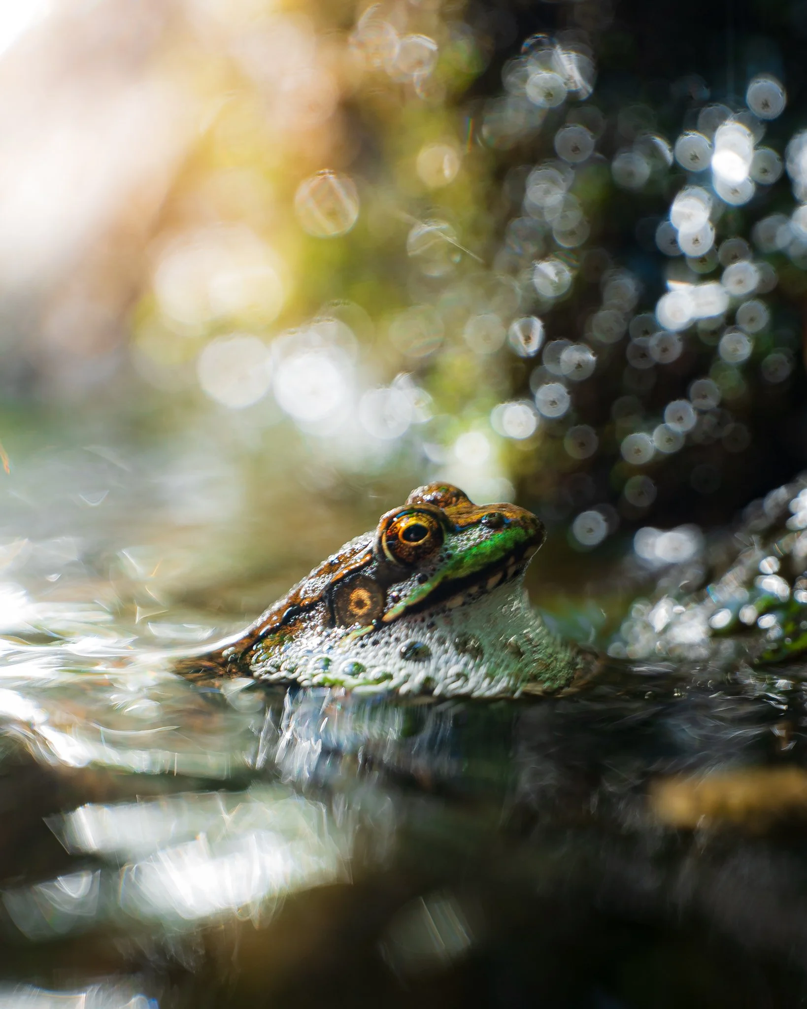 bullfrog-5.jpg