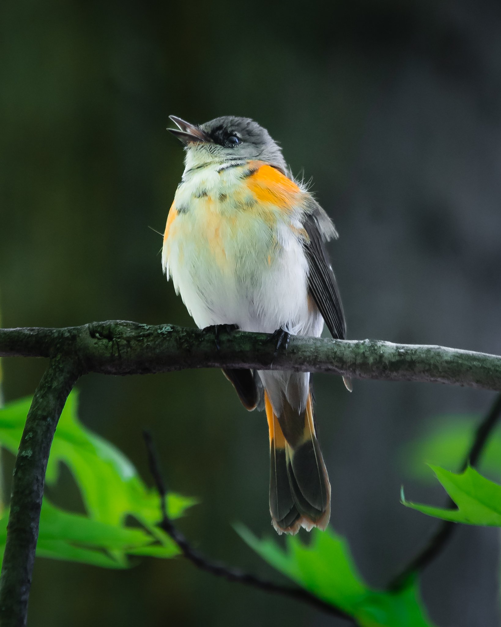 american redstart-2.jpg