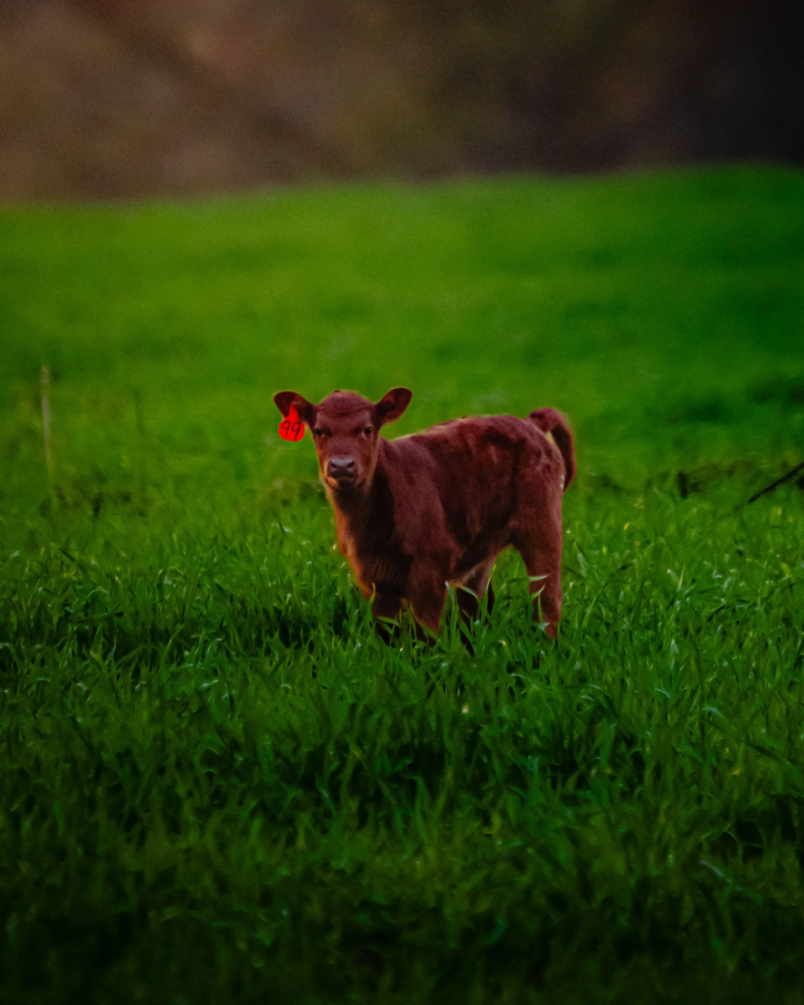 baby cow.jpg