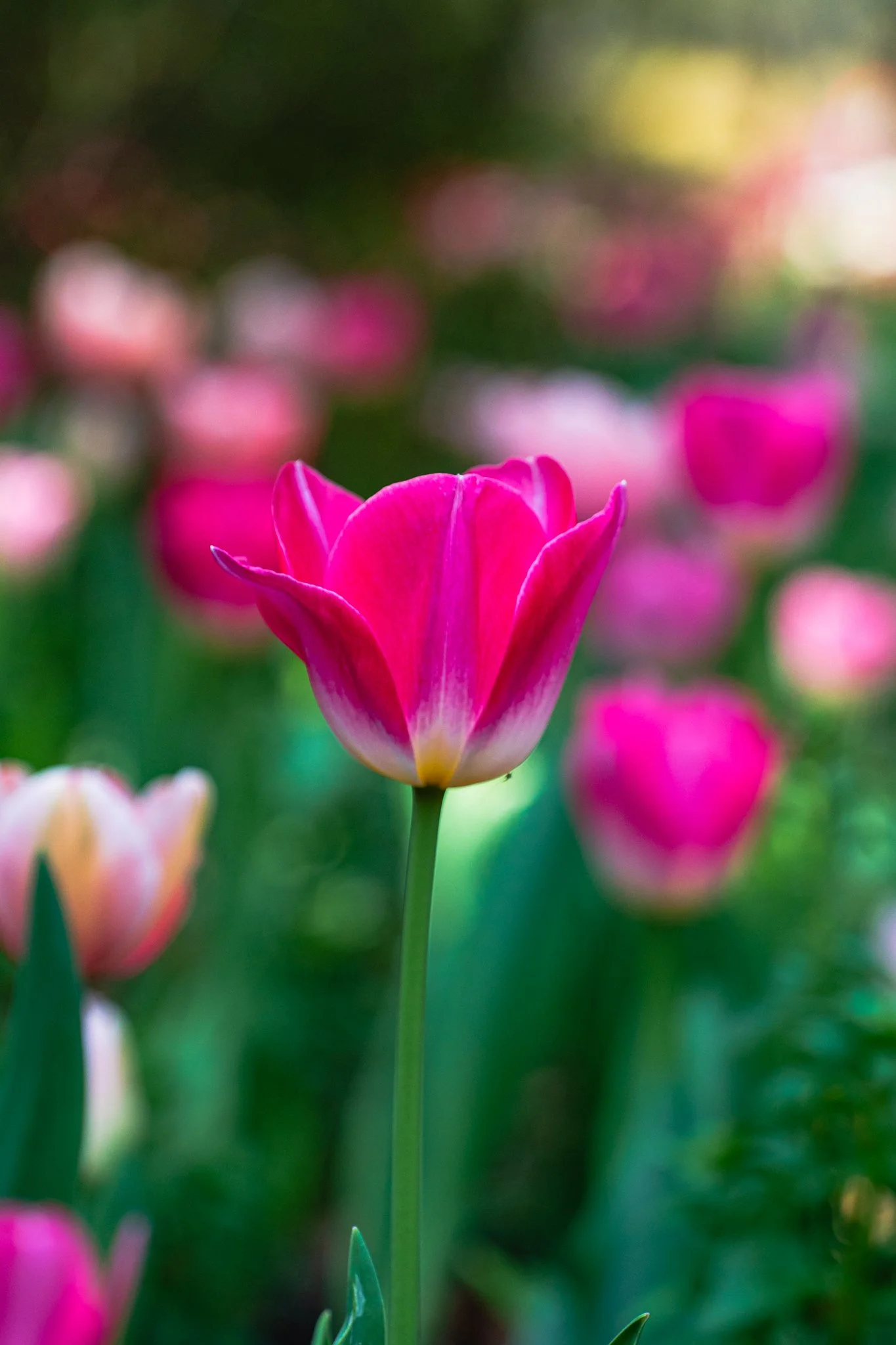 airlie gardens - tulip.jpg