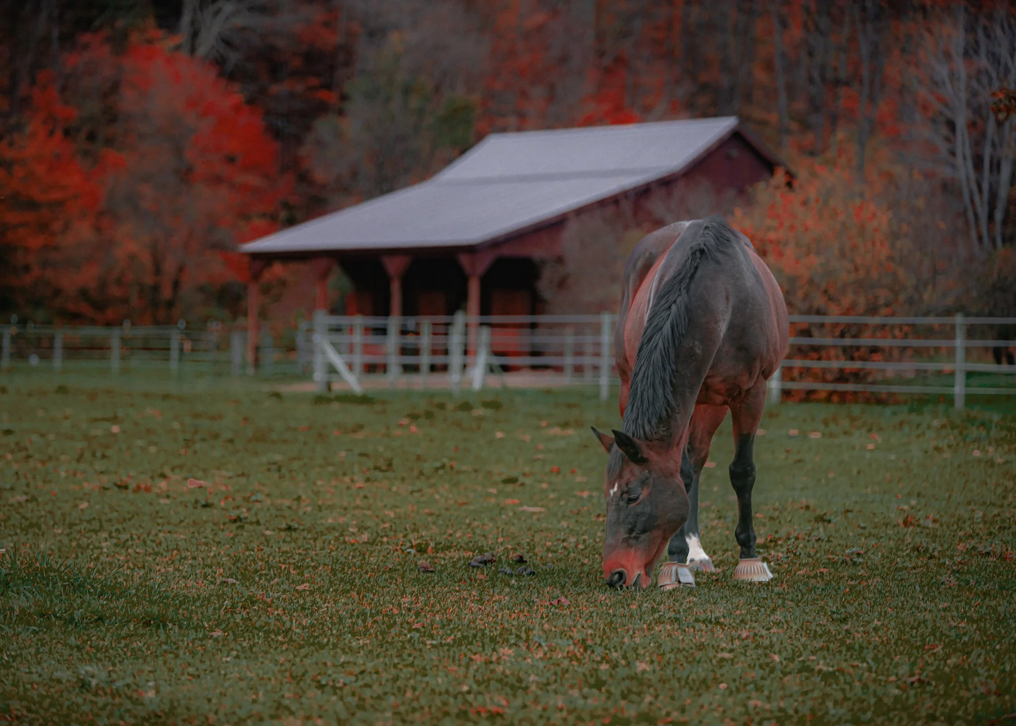autumn horses.jpg