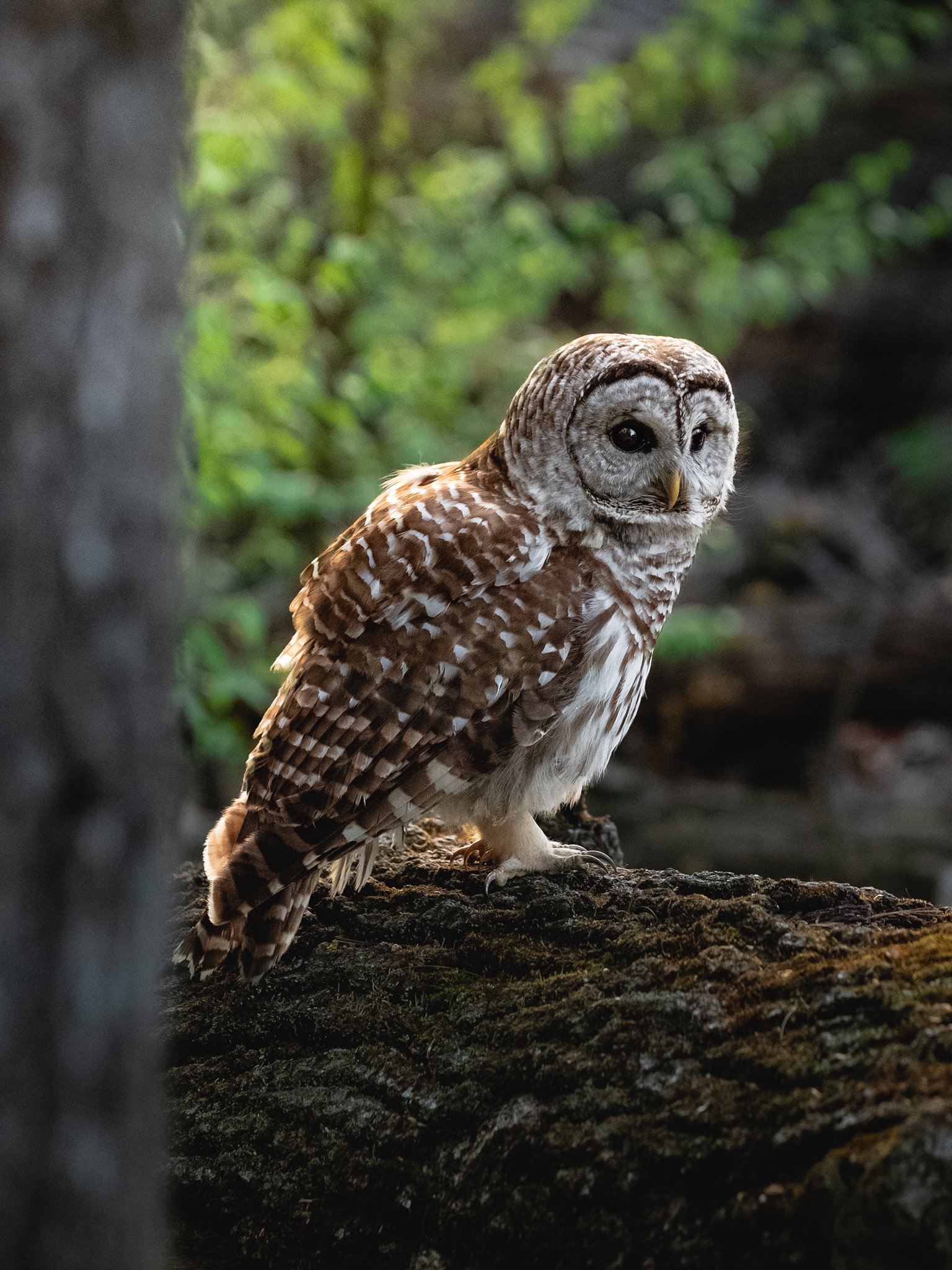 barred owl-3.jpg
