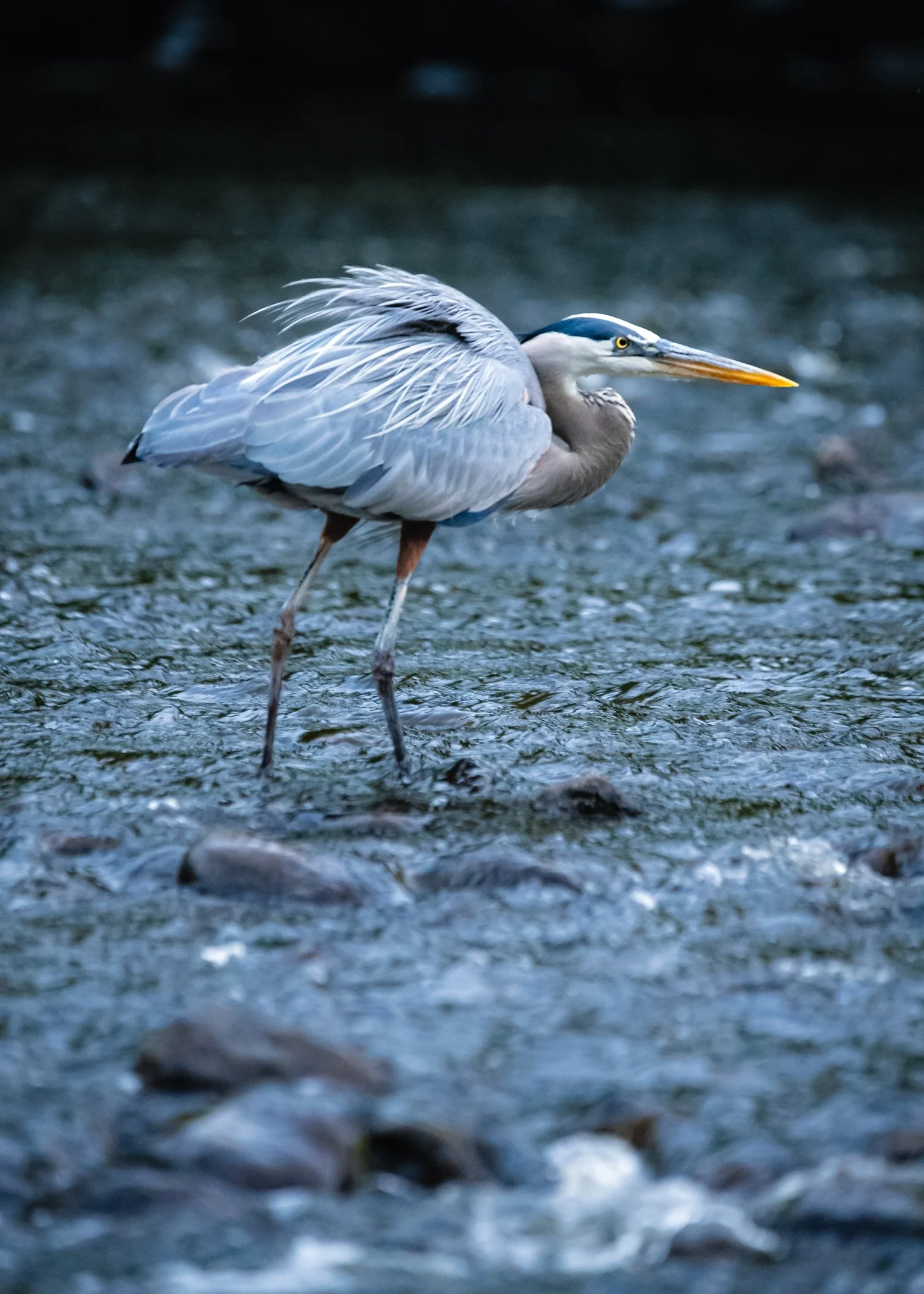 great blue heron-3.jpg