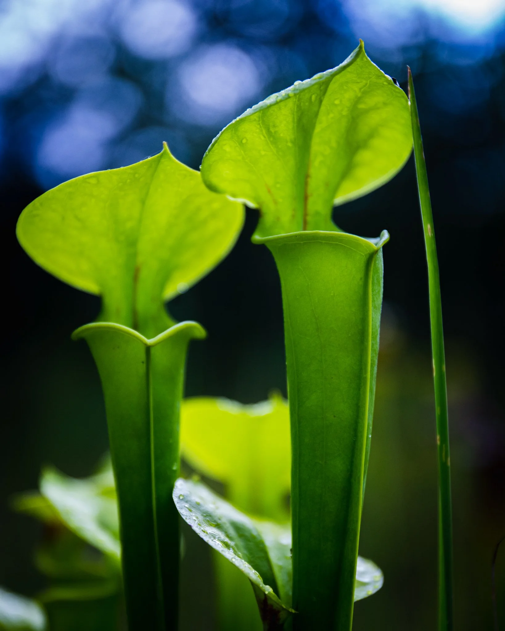 stanley rehder canivorous plant garden-4.jpg