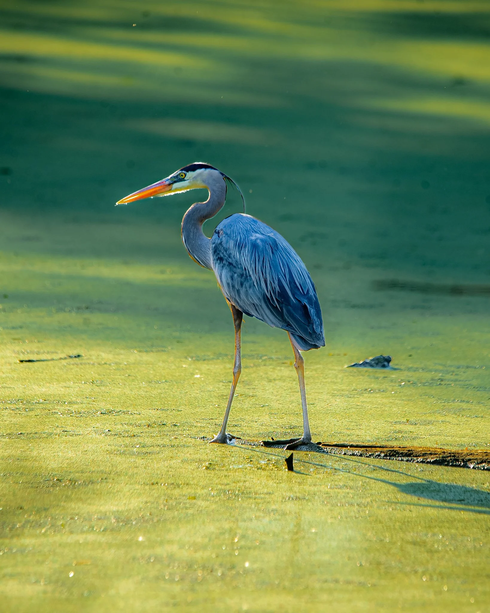 great blue heron-4.jpg