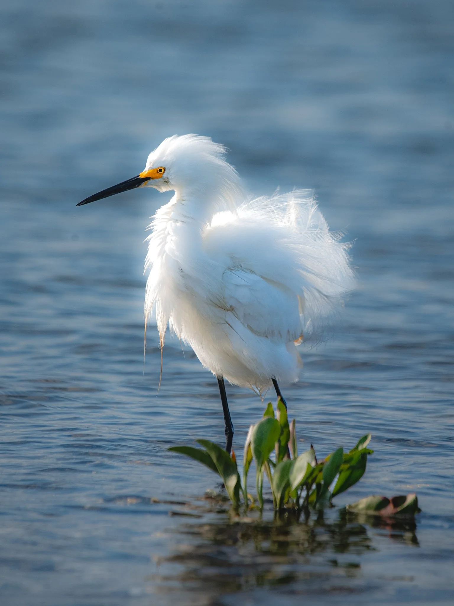 snowy egret-3.jpg