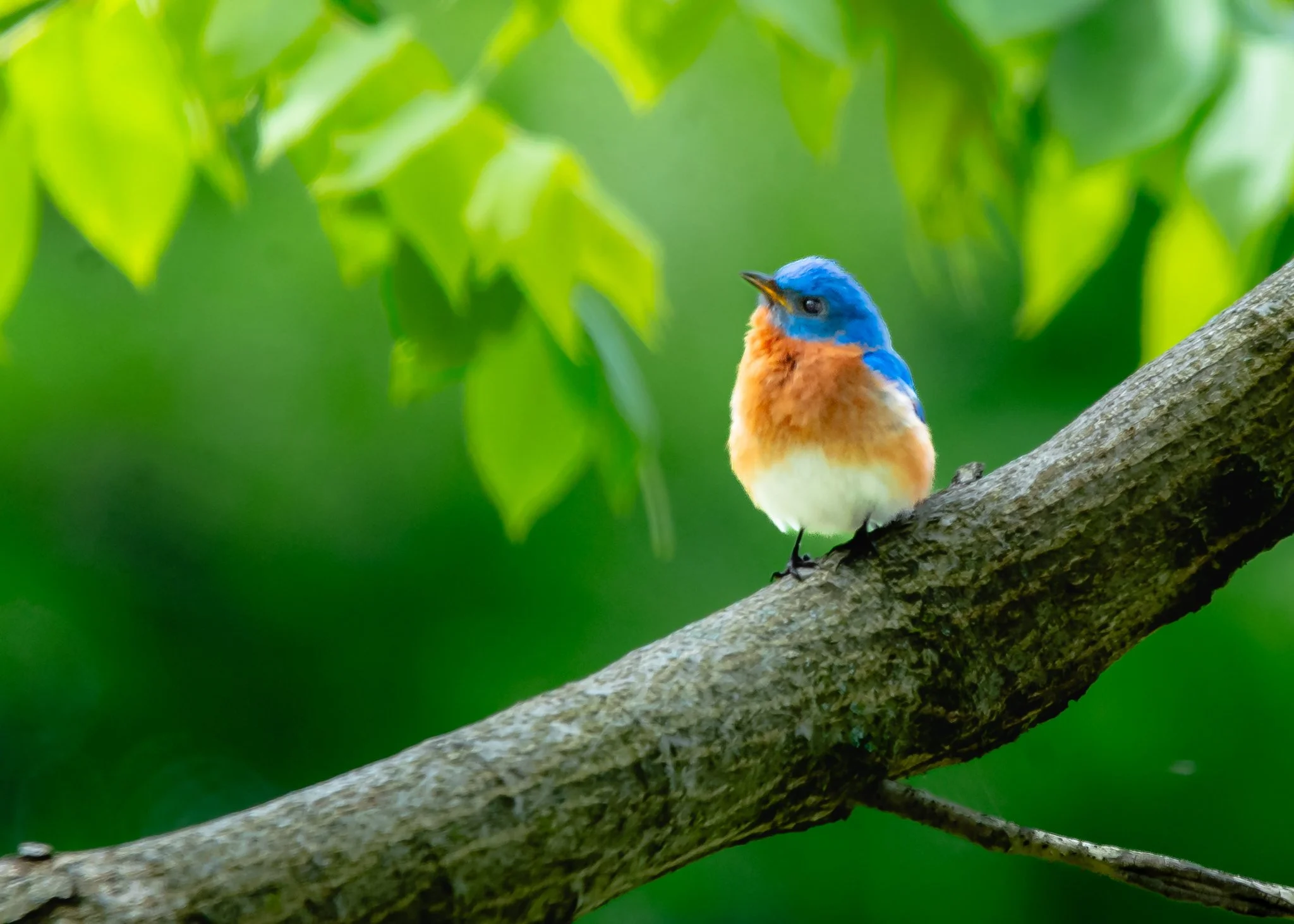 eastern blue bird.jpg