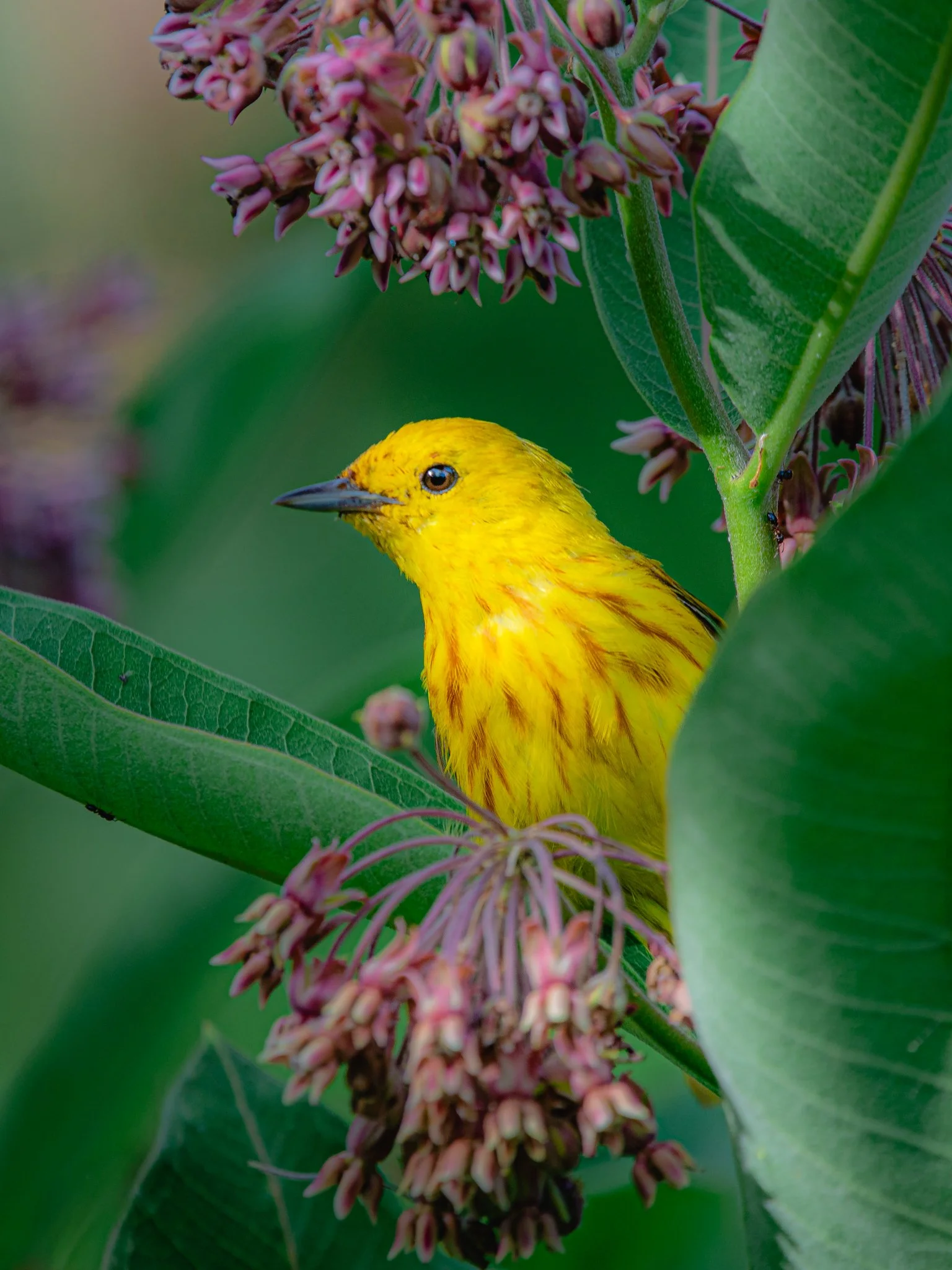 yellow_warbler.jpg