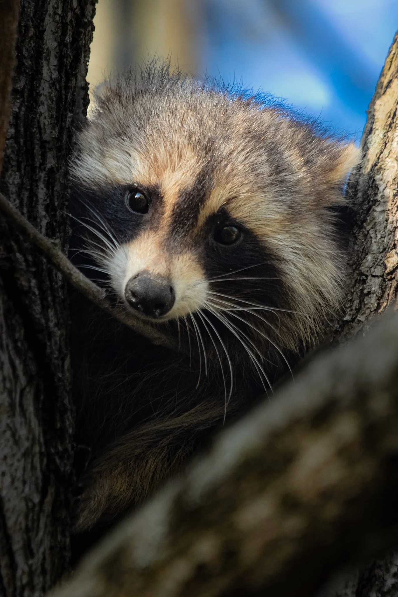 raccoon.jpg