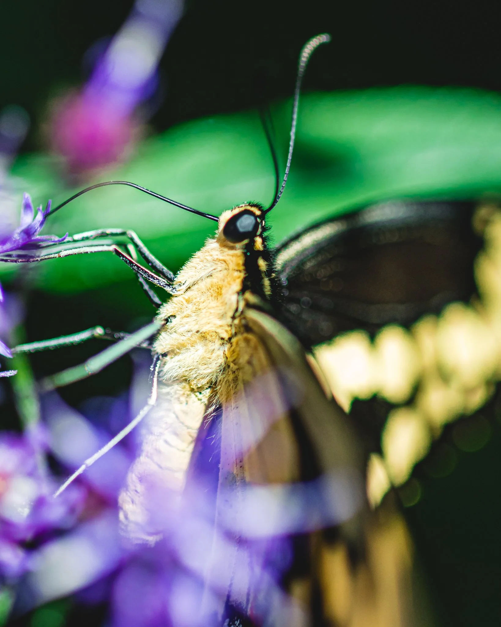 airlie garden-1-2.jpg