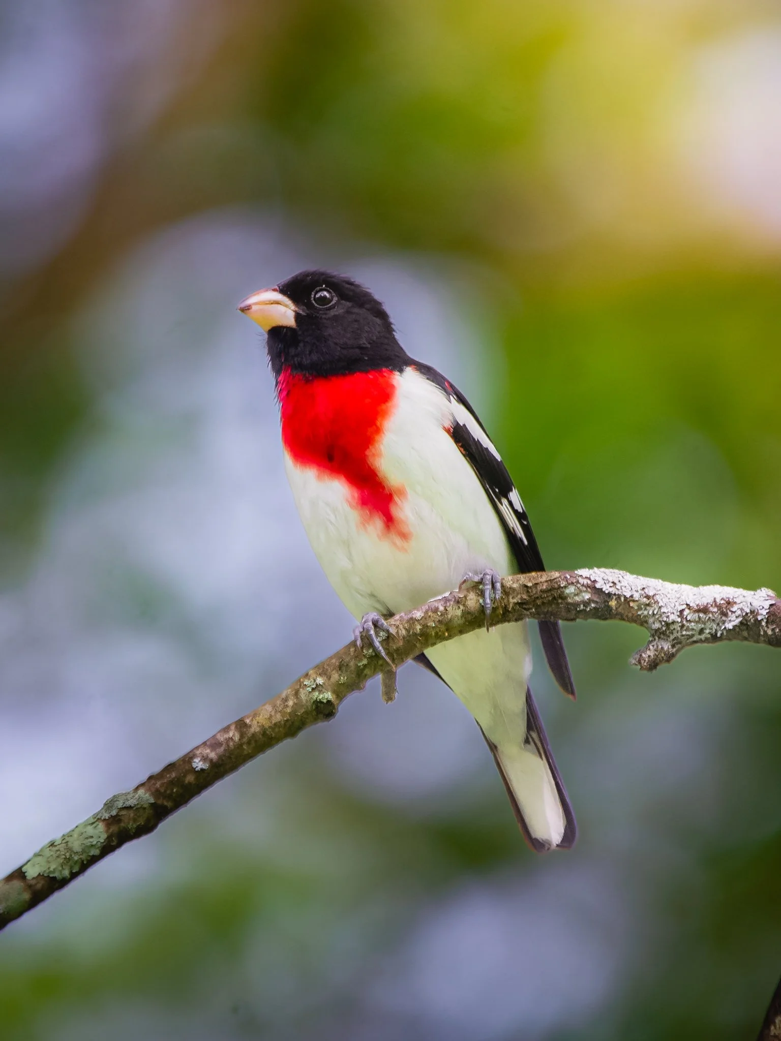 rose-breasted_grosbeak.jpg